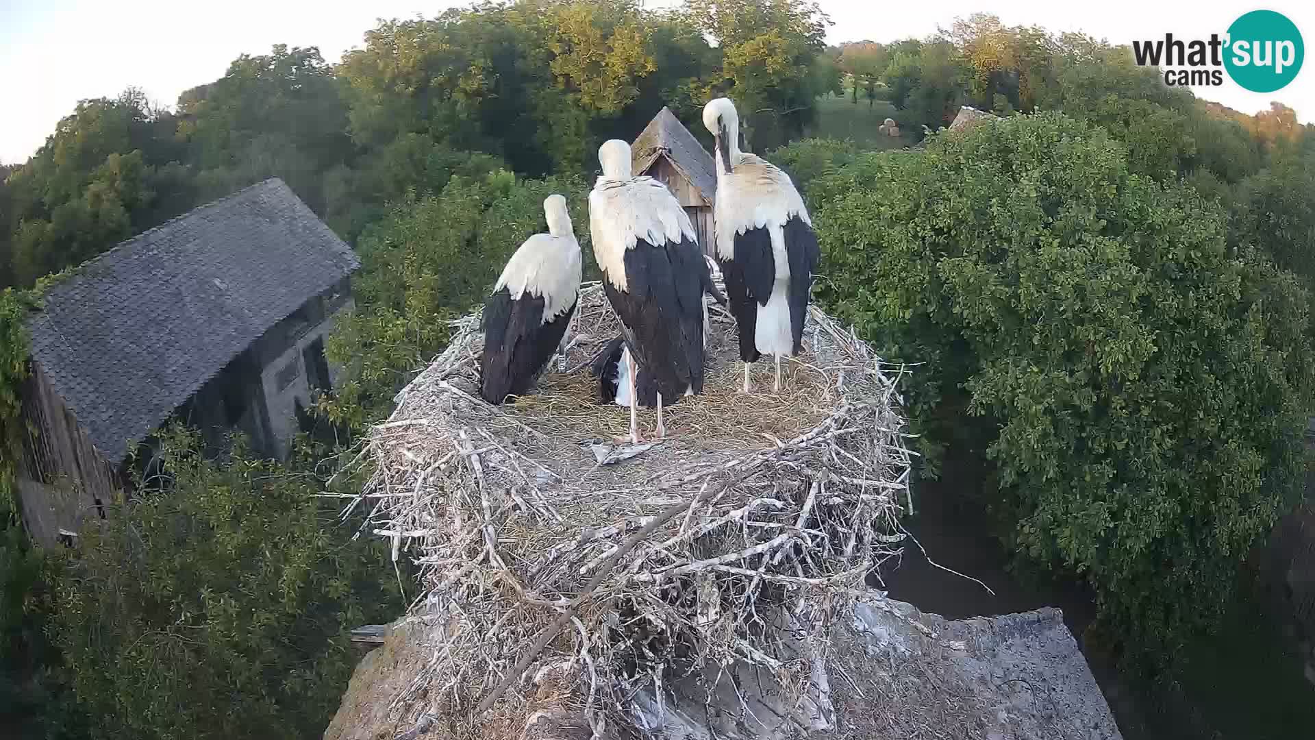 Webcam Europäisches Storchendorf – Naturpark Lonjsko polje