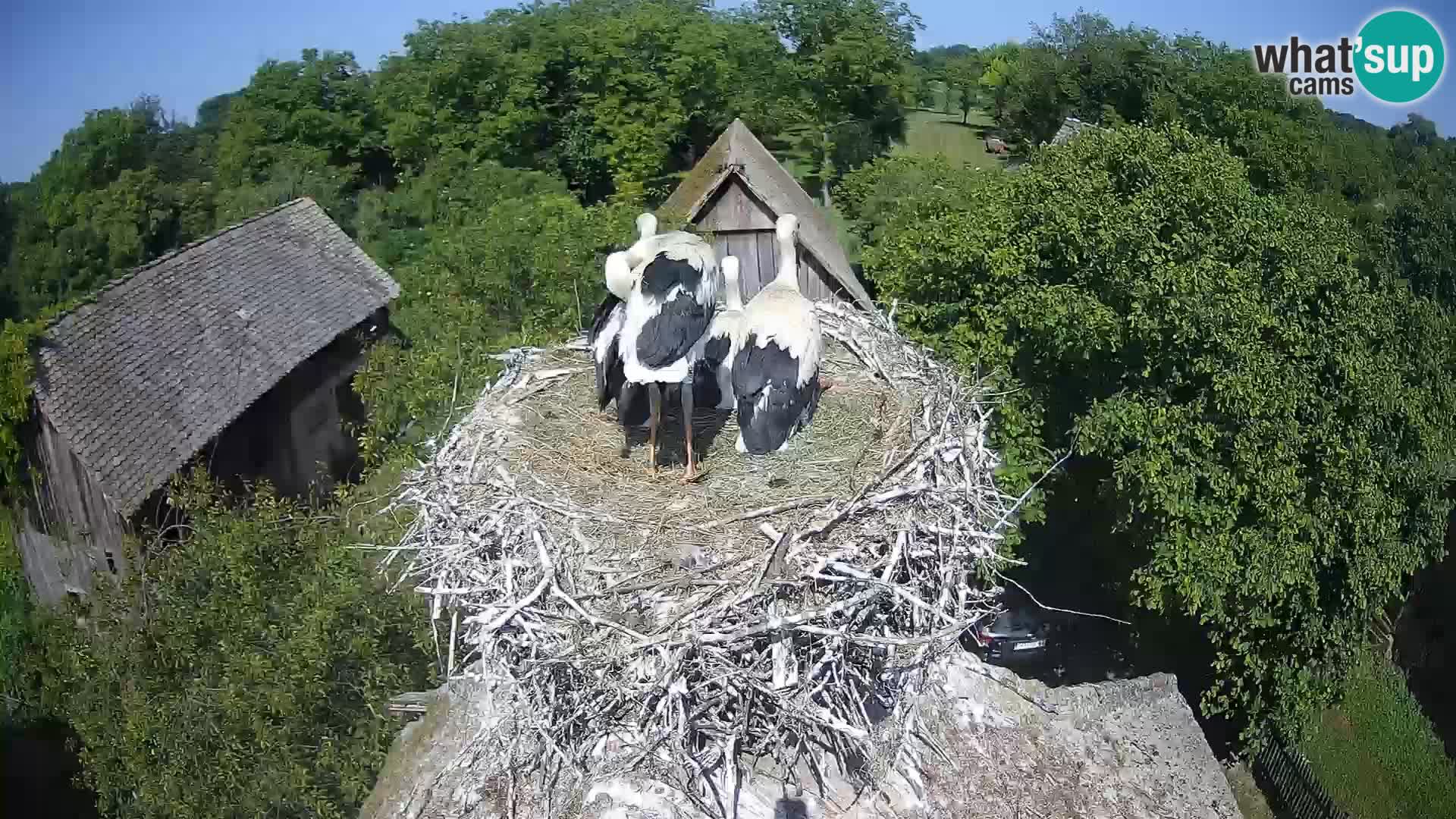 U živo Europsko selo roda – Park prirode Lonjsko polje
