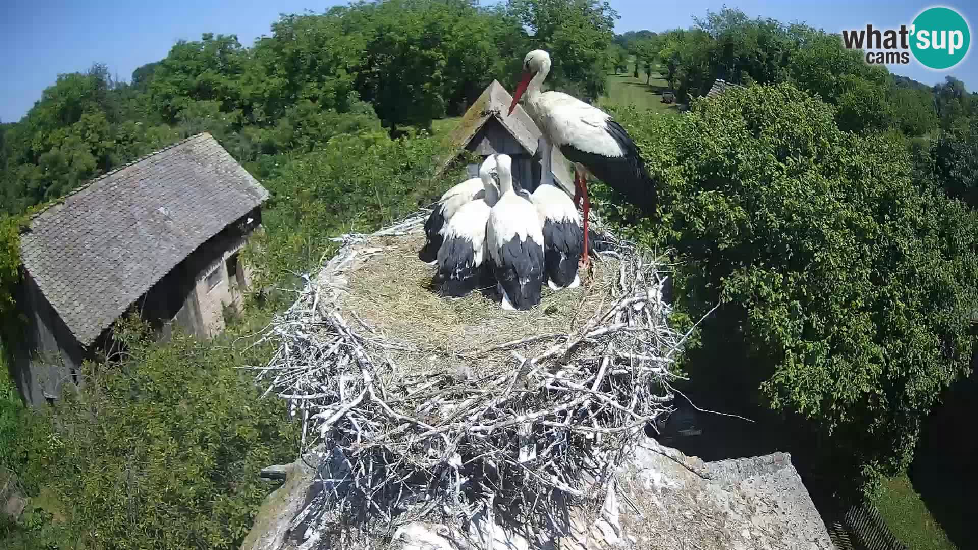 Live webcam European stork village – Lonjsko polje Nature Park