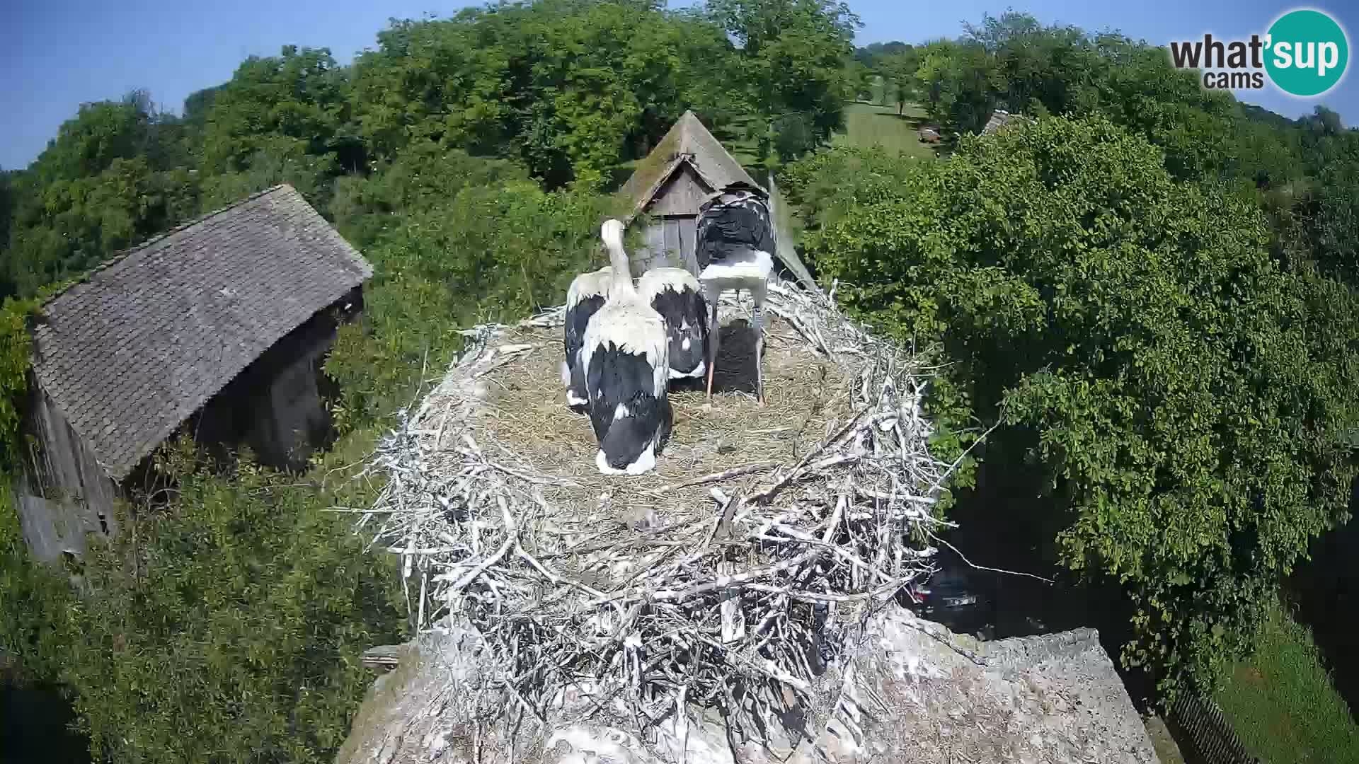 U živo Europsko selo roda – Park prirode Lonjsko polje