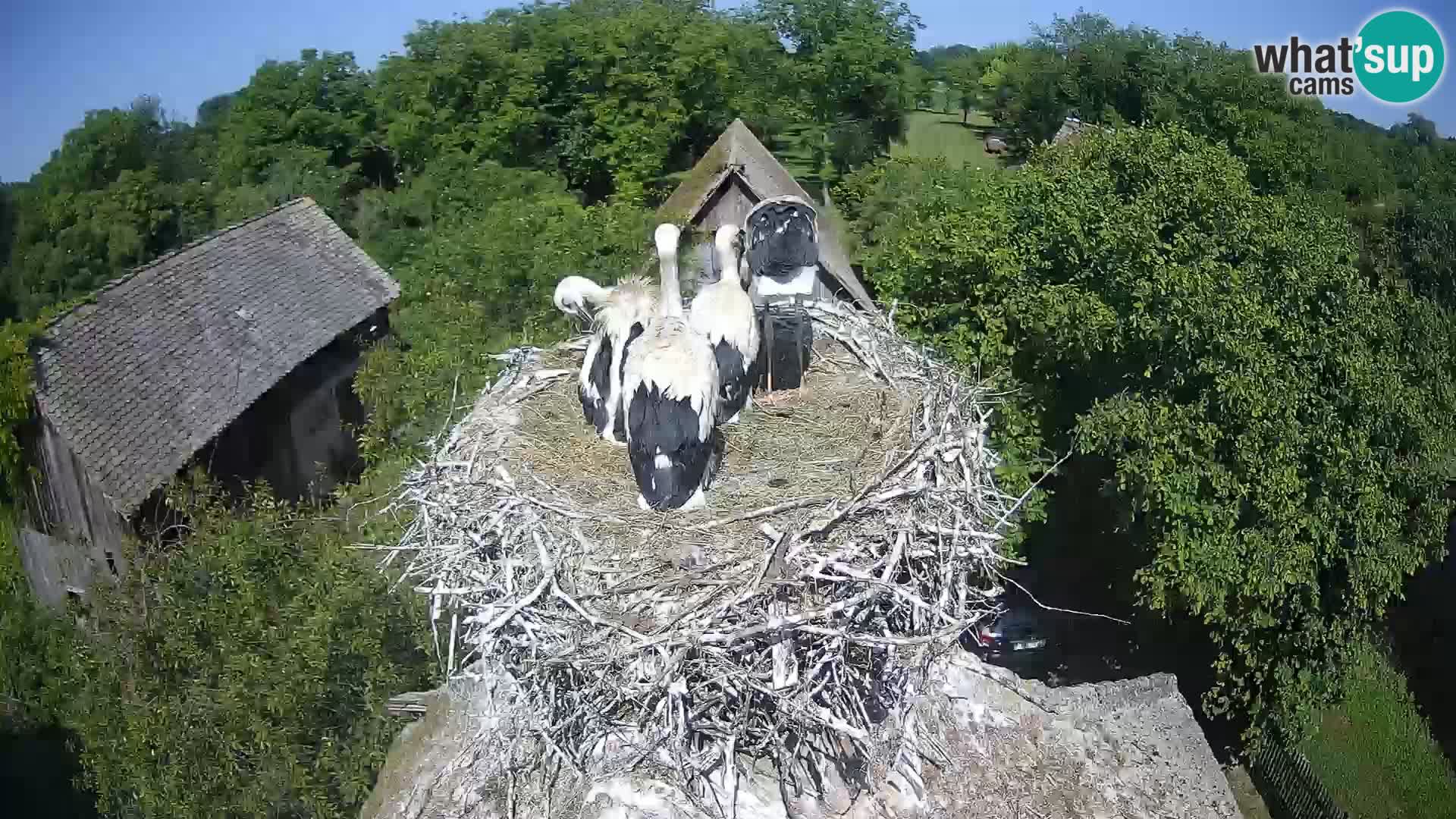 Live webcam European stork village – Lonjsko polje Nature Park