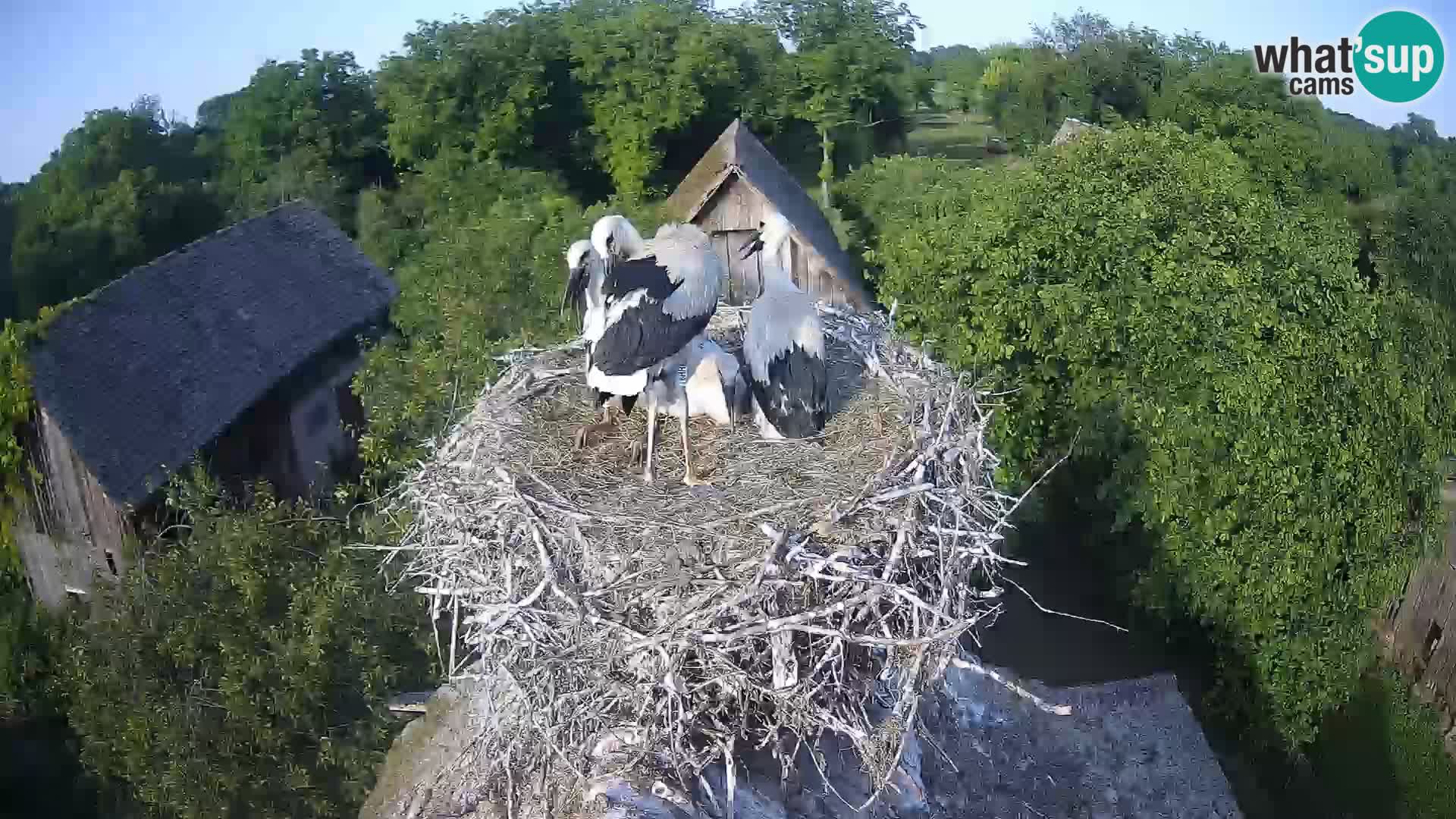 Webcam Europäisches Storchendorf – Naturpark Lonjsko polje