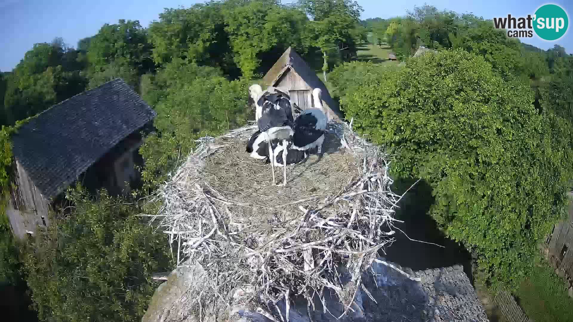 Webcam Europäisches Storchendorf – Naturpark Lonjsko polje