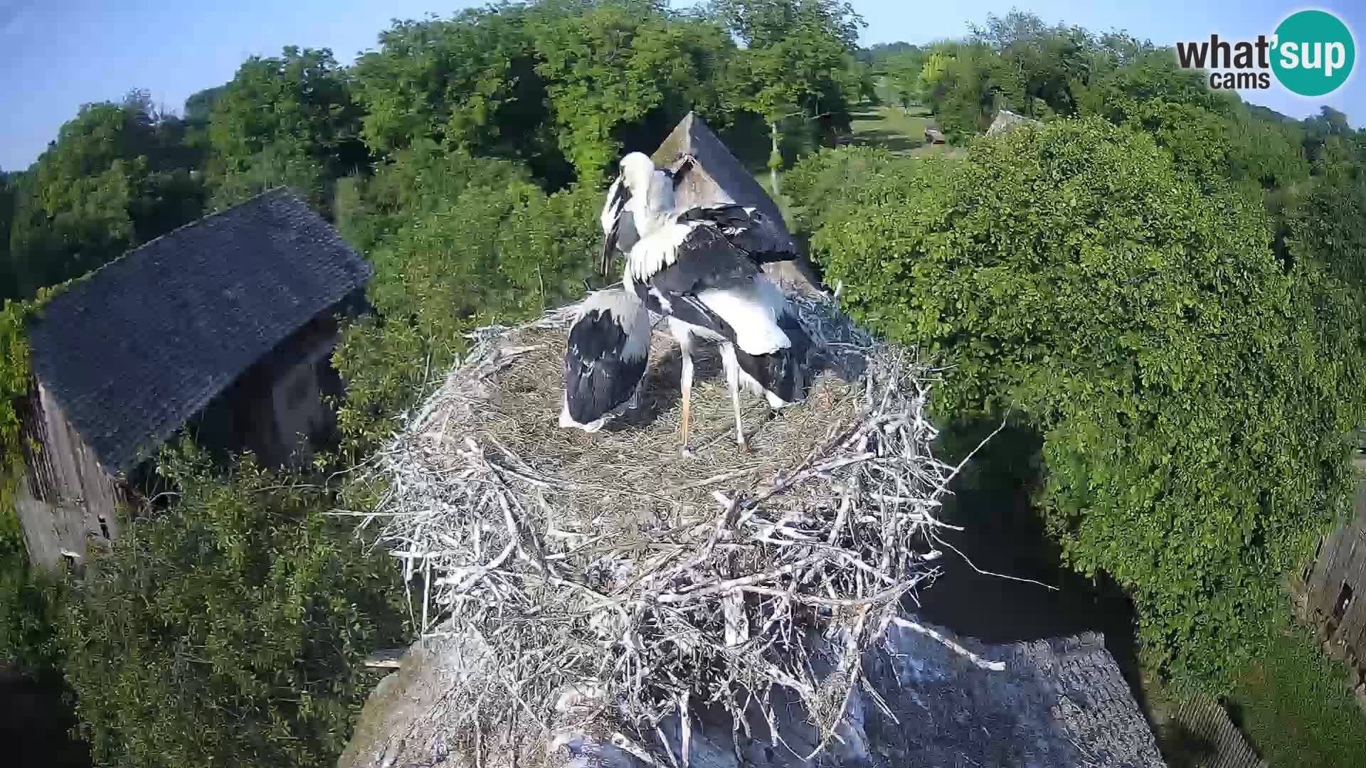 U živo Europsko selo roda – Park prirode Lonjsko polje