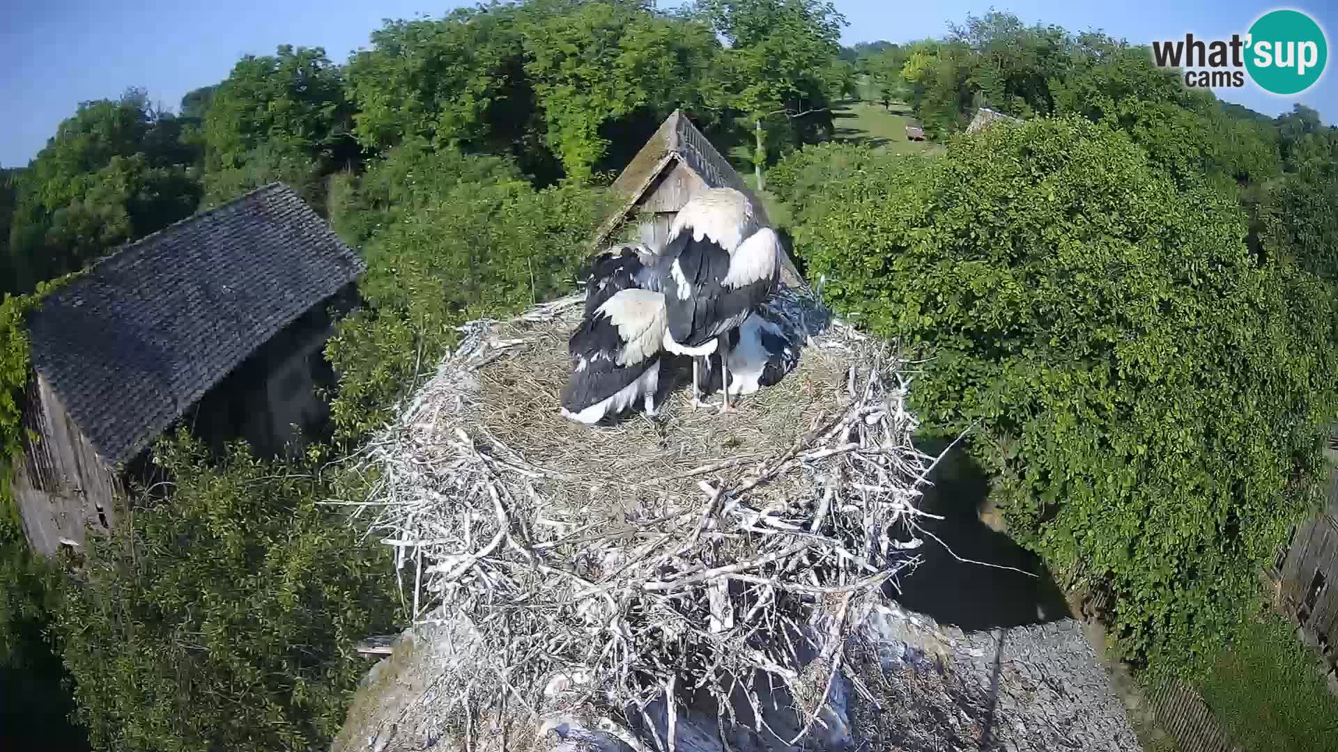 Villaggio delle cicogne europee webcam Parco naturale di Lonjsko polje