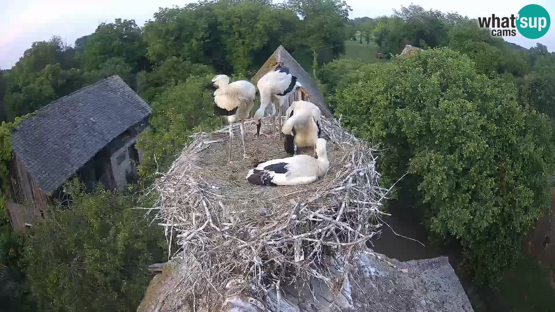 Live webcam European stork village – Lonjsko polje Nature Park