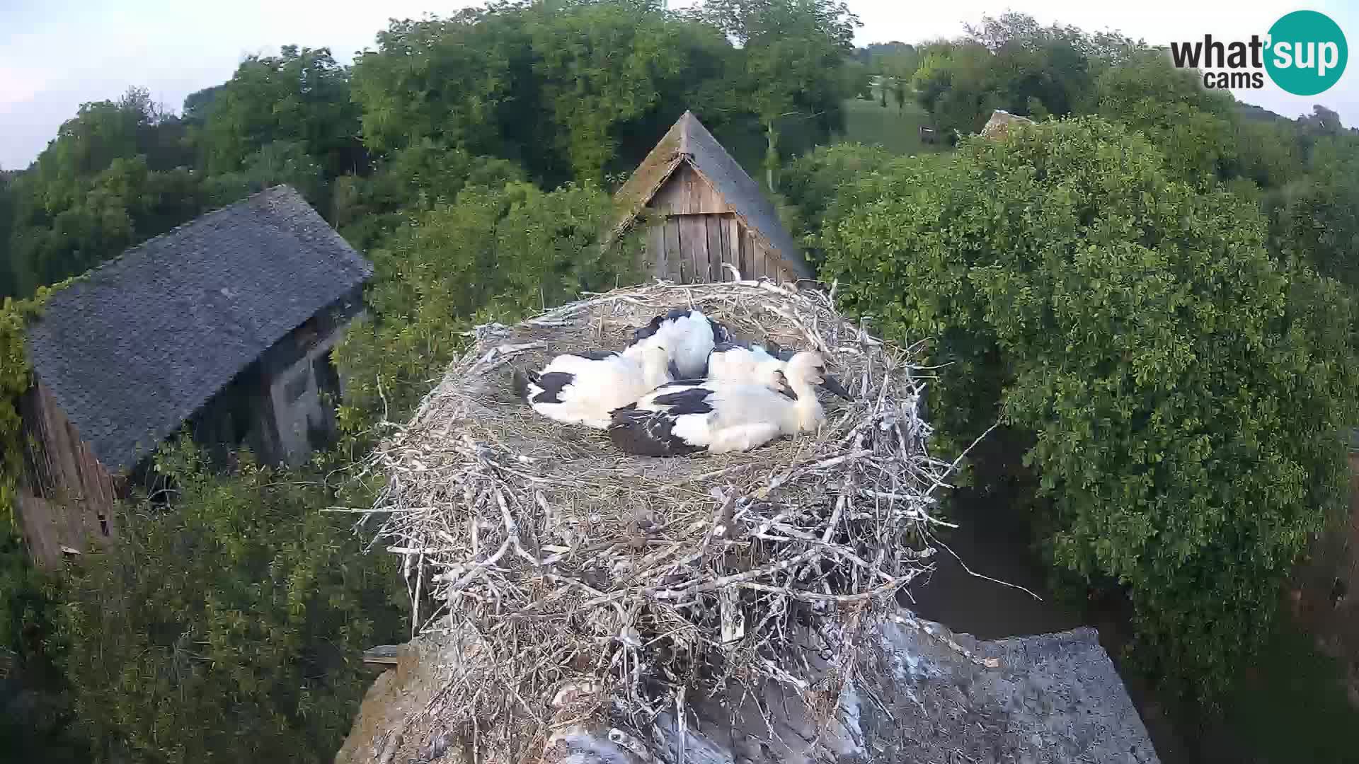 Live webcam European stork village – Lonjsko polje Nature Park