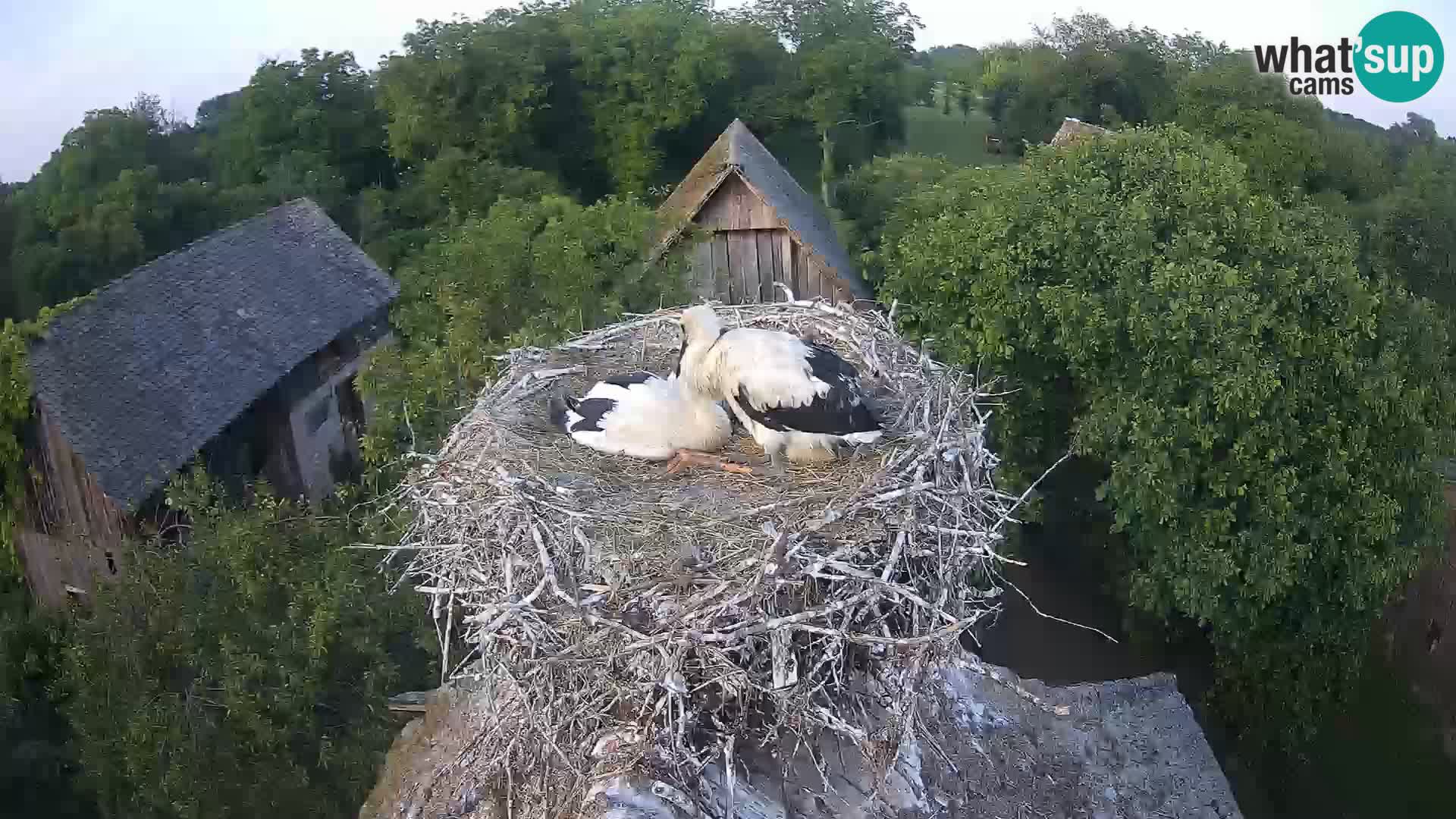 Live webcam European stork village – Lonjsko polje Nature Park