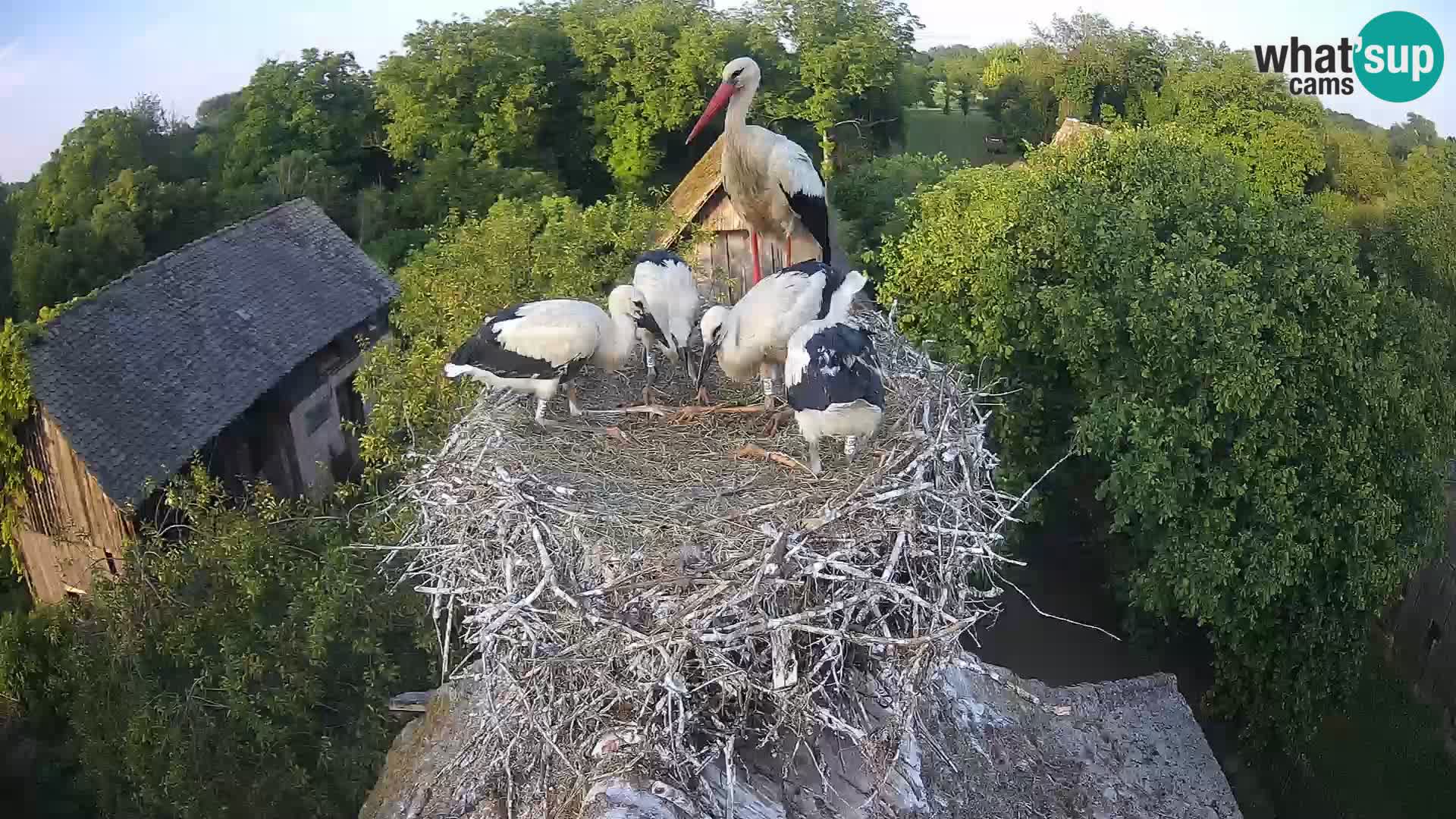 Live webcam European stork village – Lonjsko polje Nature Park