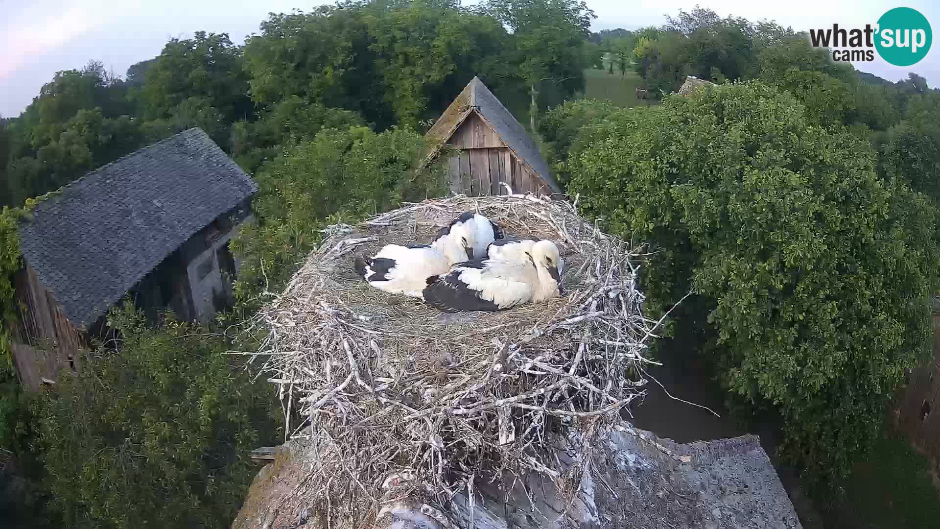 Live webcam European stork village – Lonjsko polje Nature Park