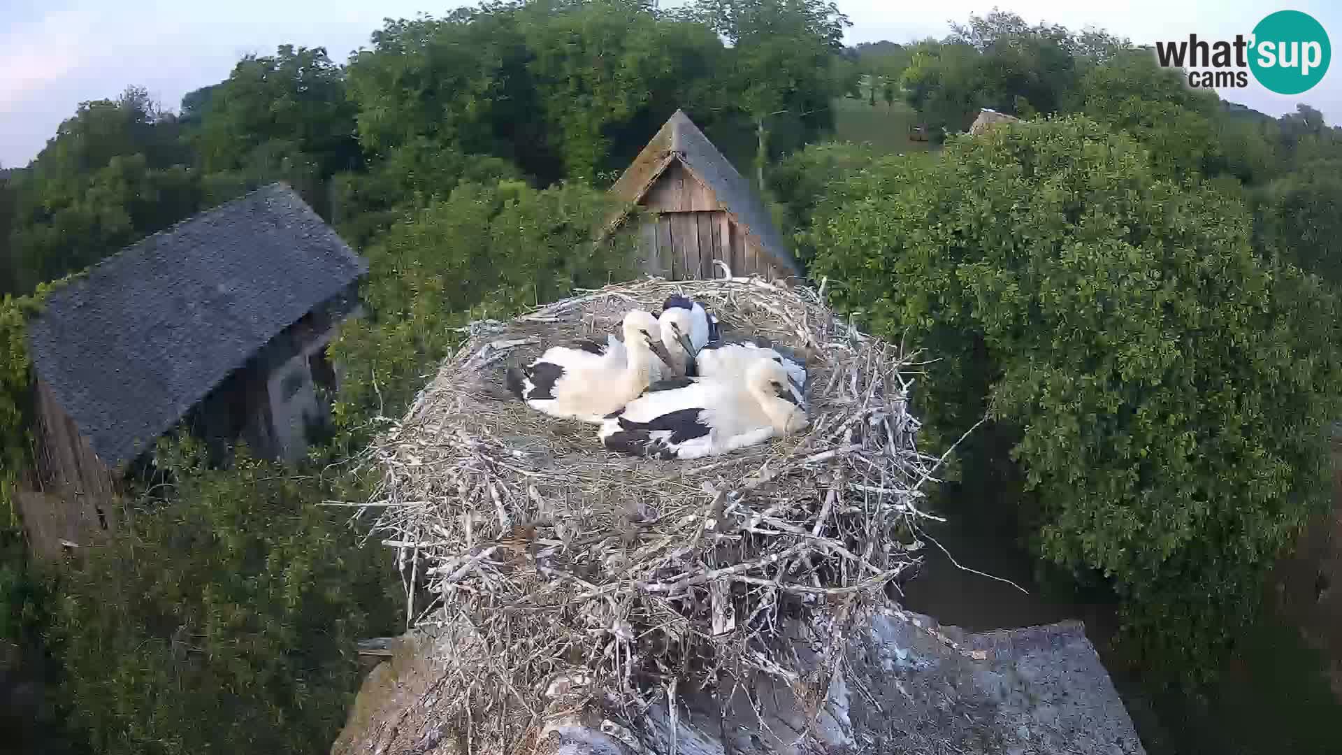 Live webcam European stork village – Lonjsko polje Nature Park