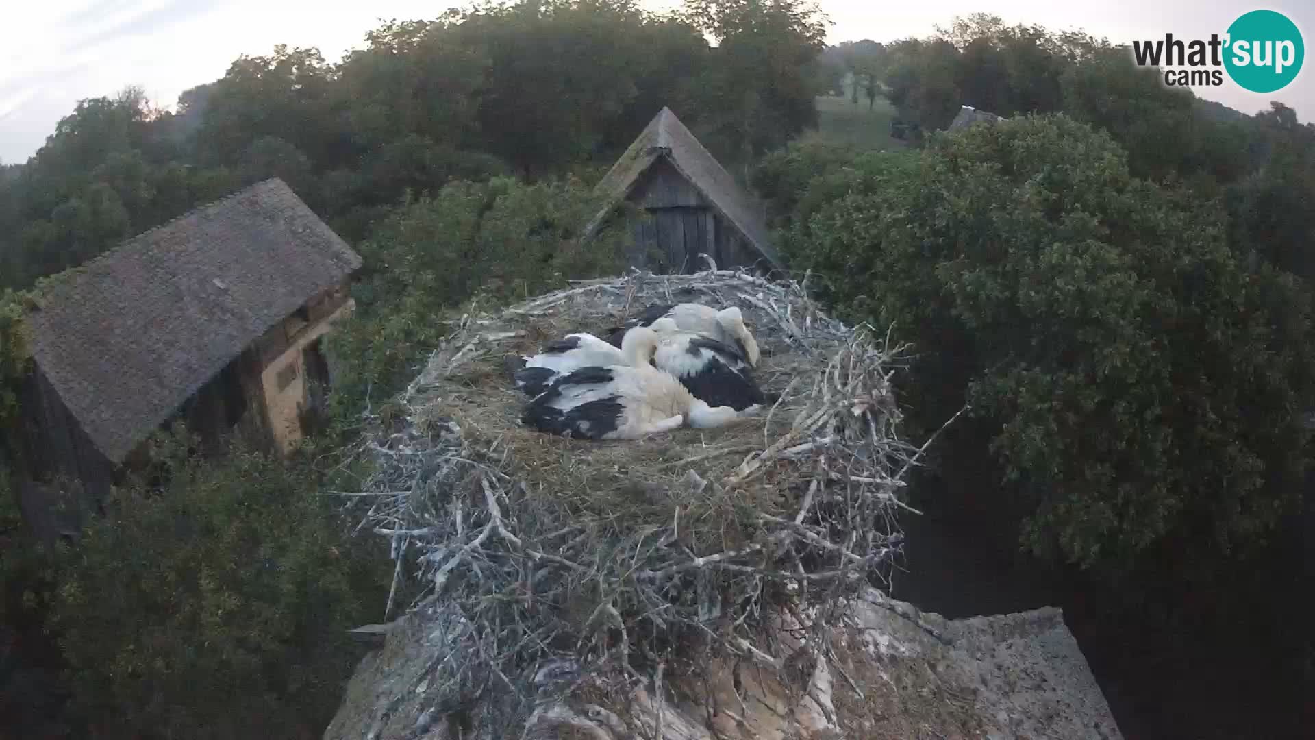 Live webcam European stork village – Lonjsko polje Nature Park