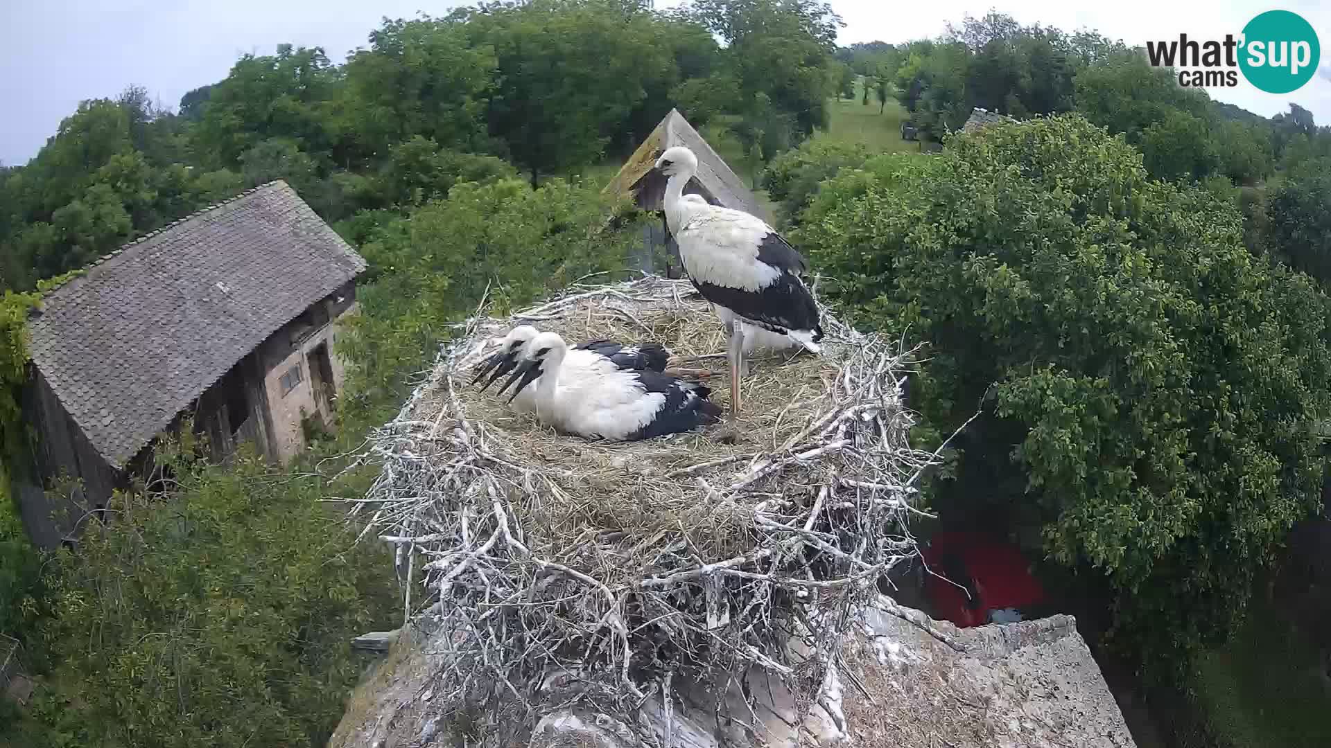 Webcam Europäisches Storchendorf – Naturpark Lonjsko polje