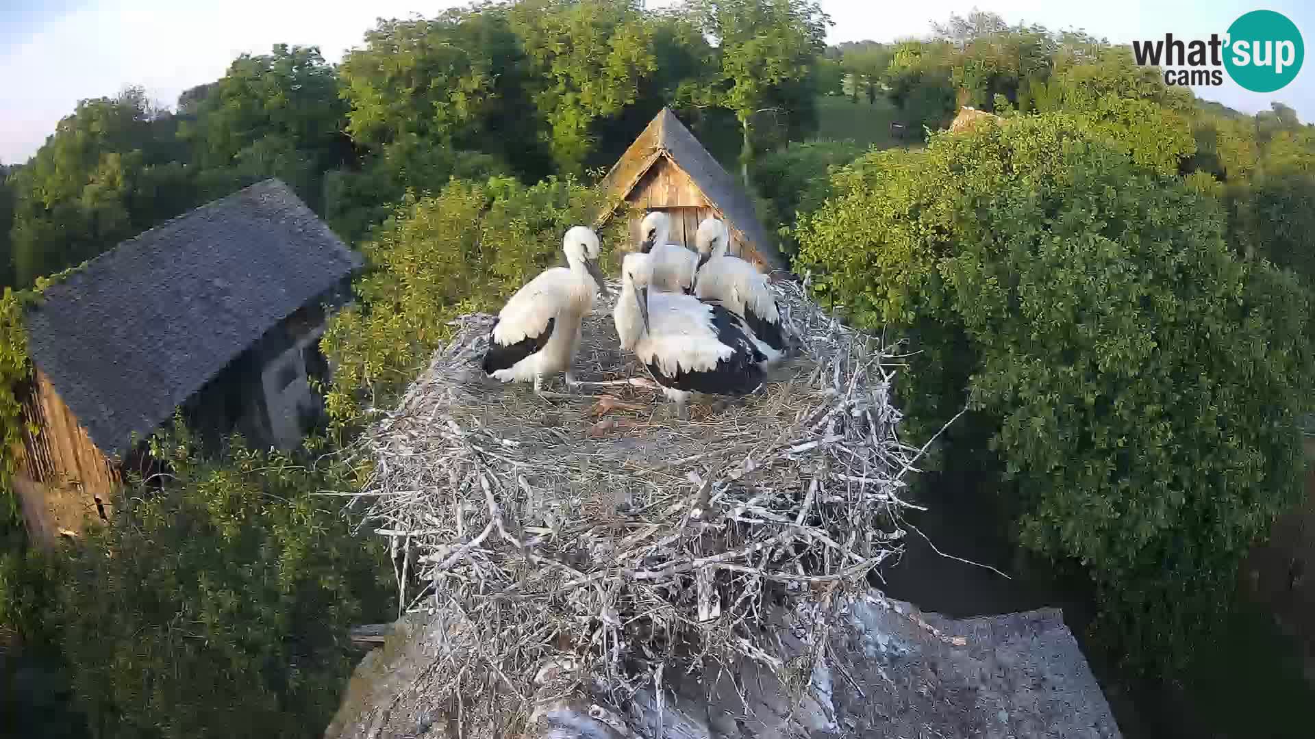 Live webcam European stork village – Lonjsko polje Nature Park