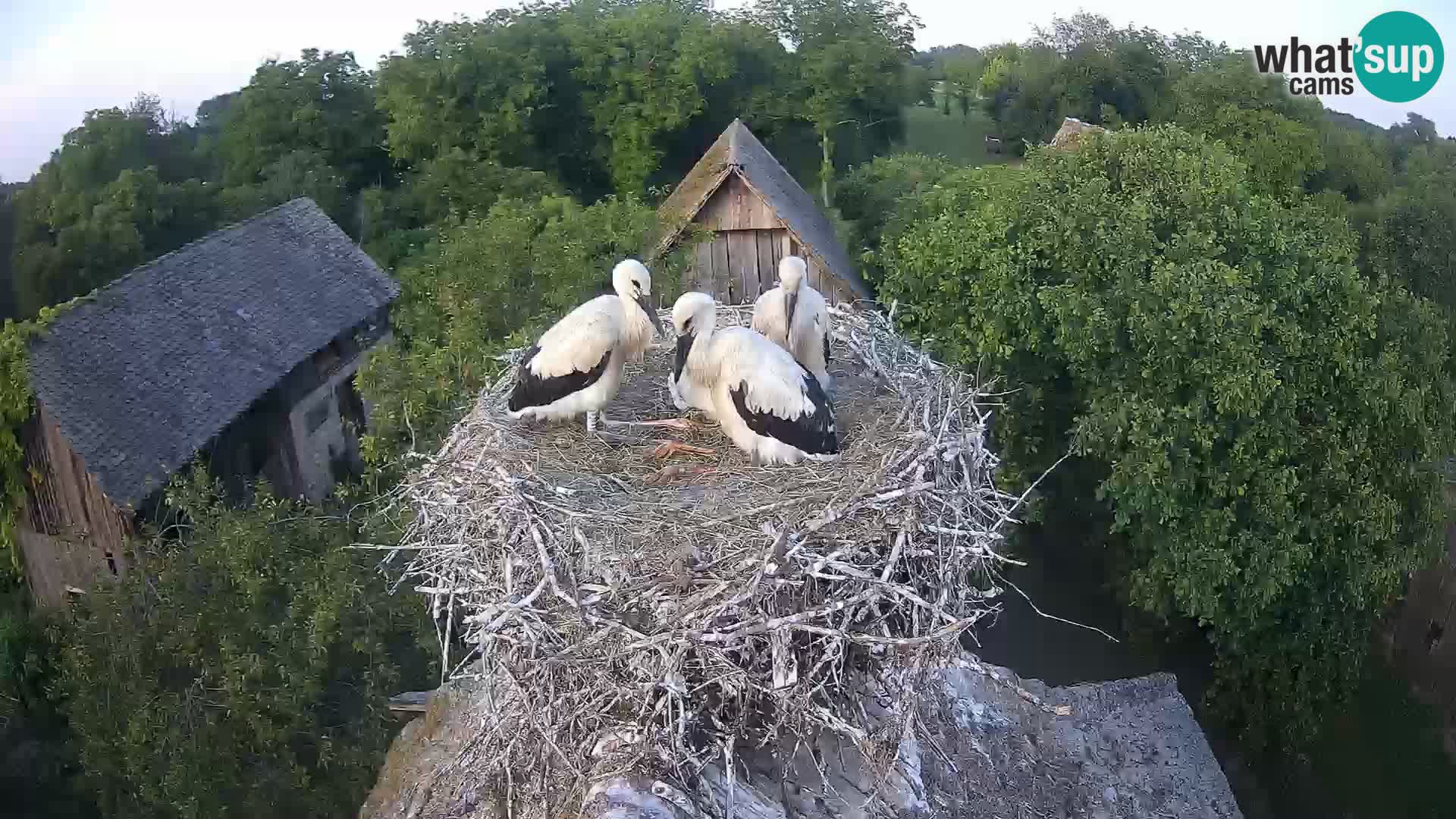 Live webcam European stork village – Lonjsko polje Nature Park