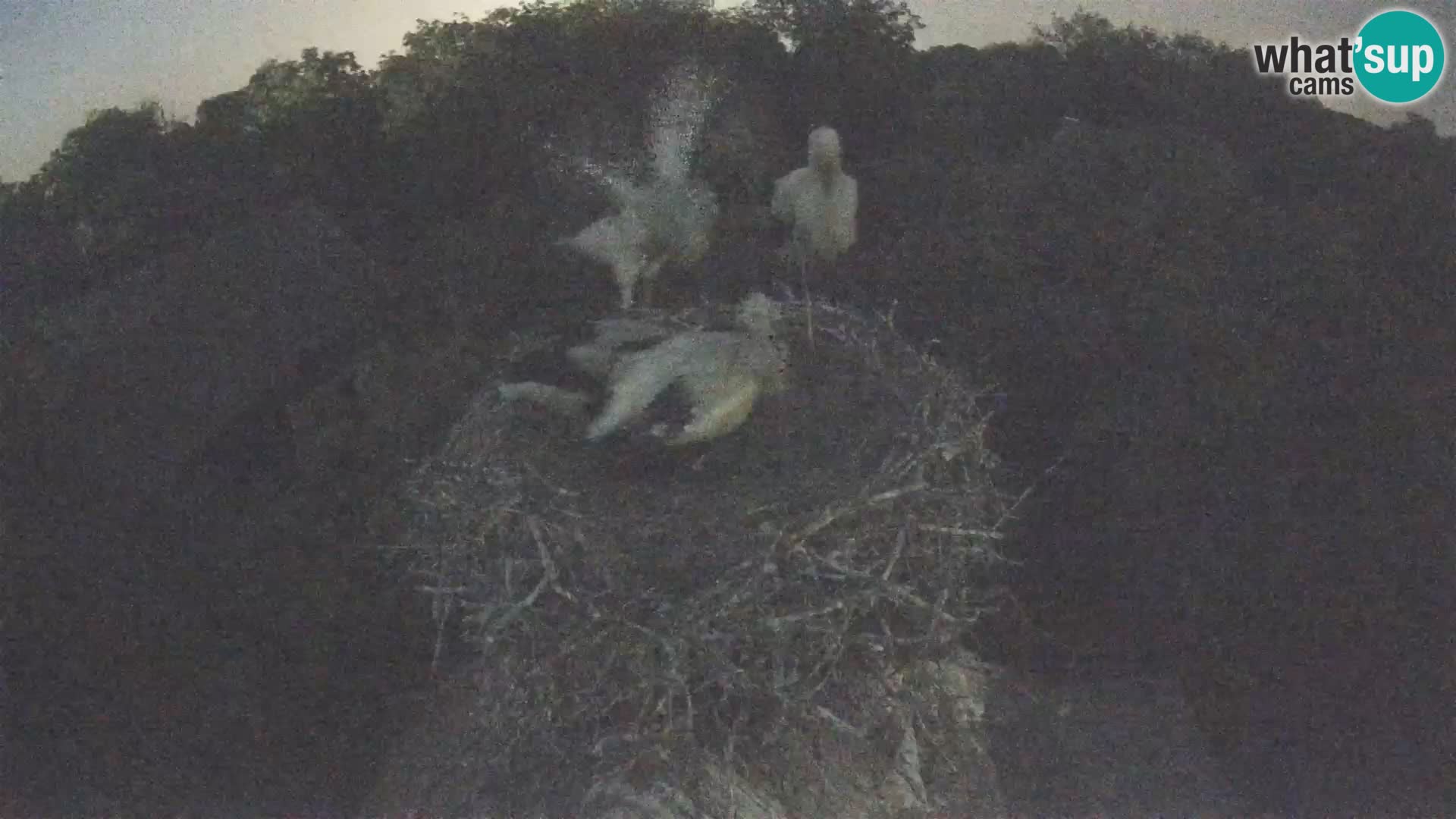 Webcam Europäisches Storchendorf – Naturpark Lonjsko polje