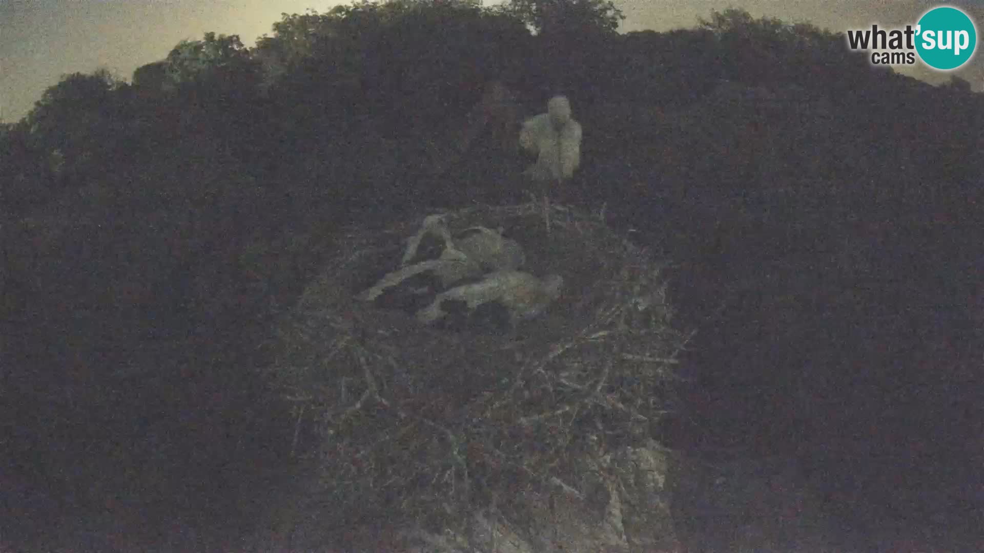 Live webcam European stork village – Lonjsko polje Nature Park
