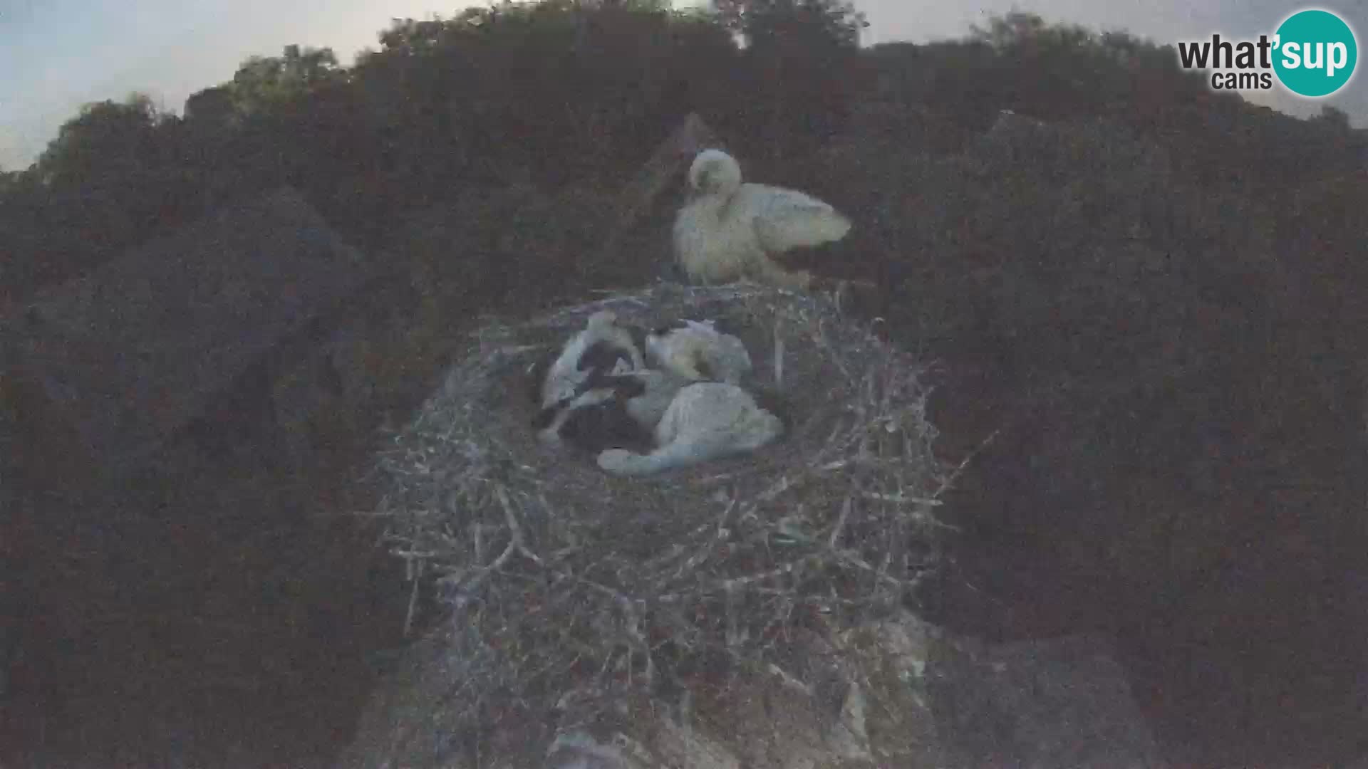 Villaggio delle cicogne europee webcam Parco naturale di Lonjsko polje