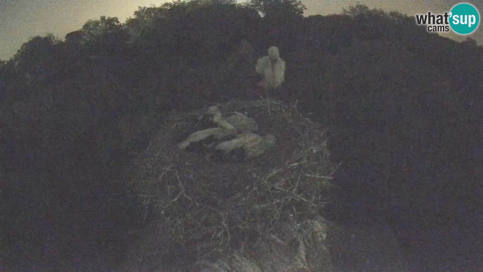 U živo Europsko selo roda – Park prirode Lonjsko polje