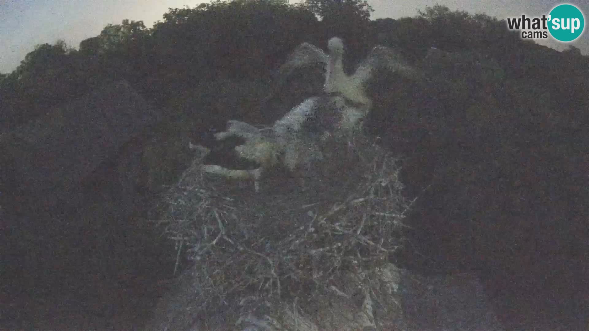 Live webcam European stork village – Lonjsko polje Nature Park