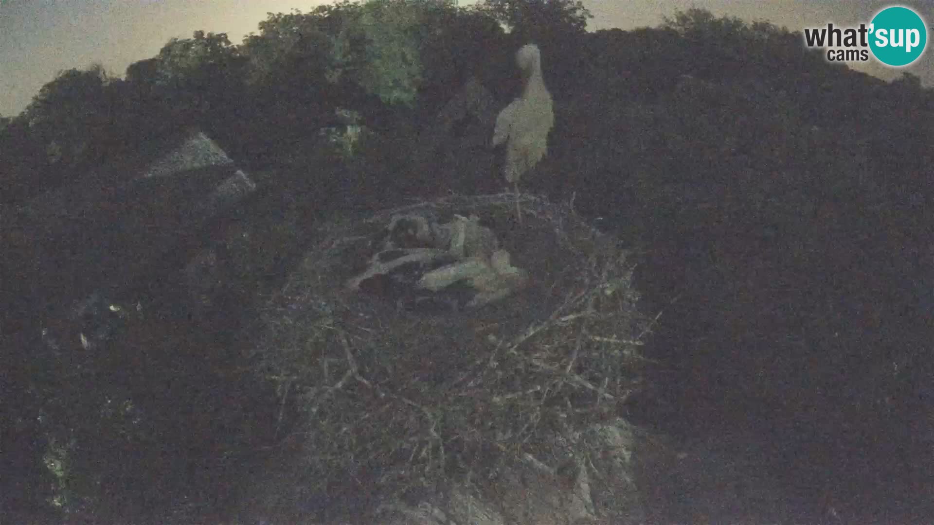 Webcam Europäisches Storchendorf – Naturpark Lonjsko polje