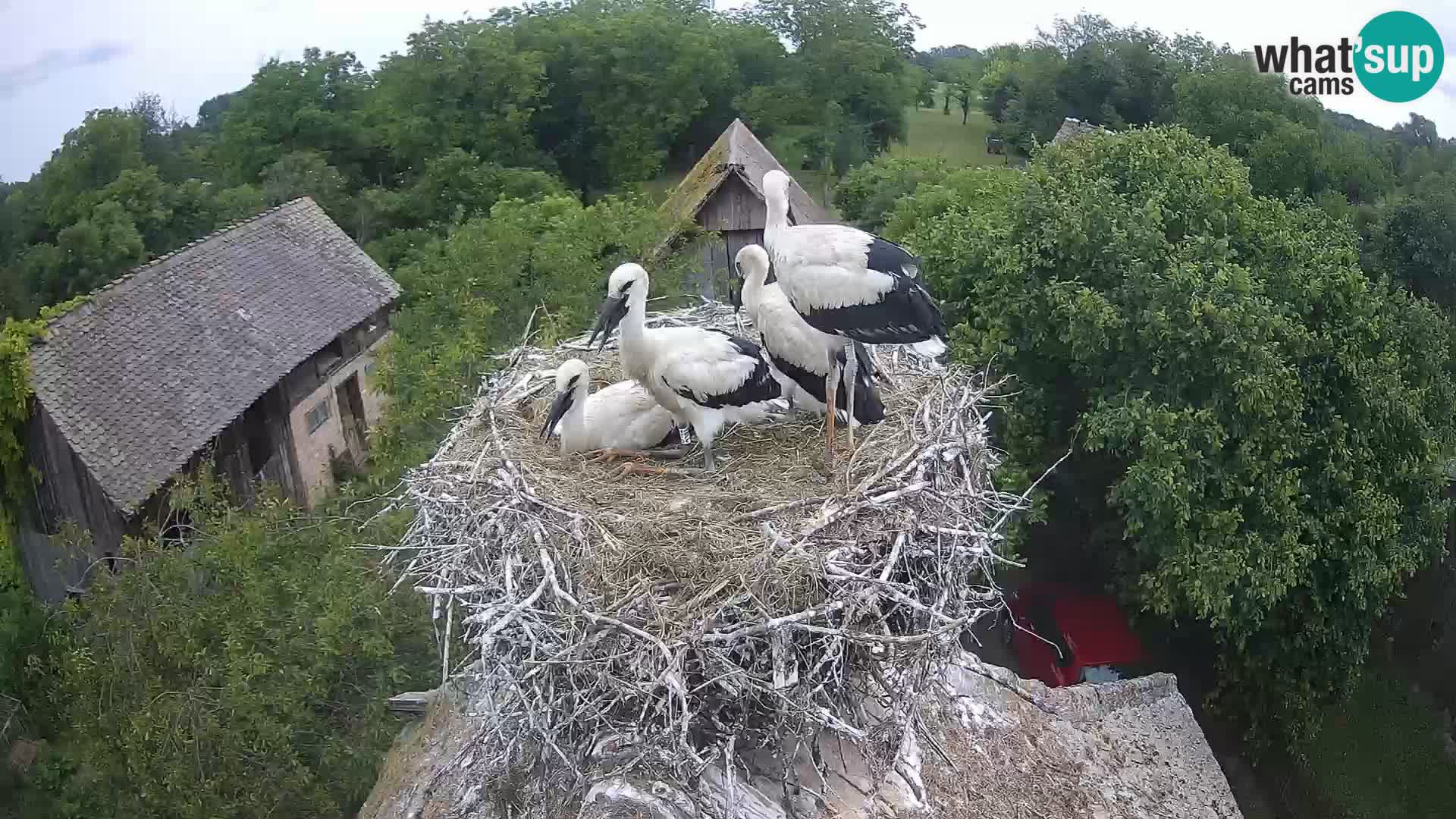 U živo Europsko selo roda – Park prirode Lonjsko polje