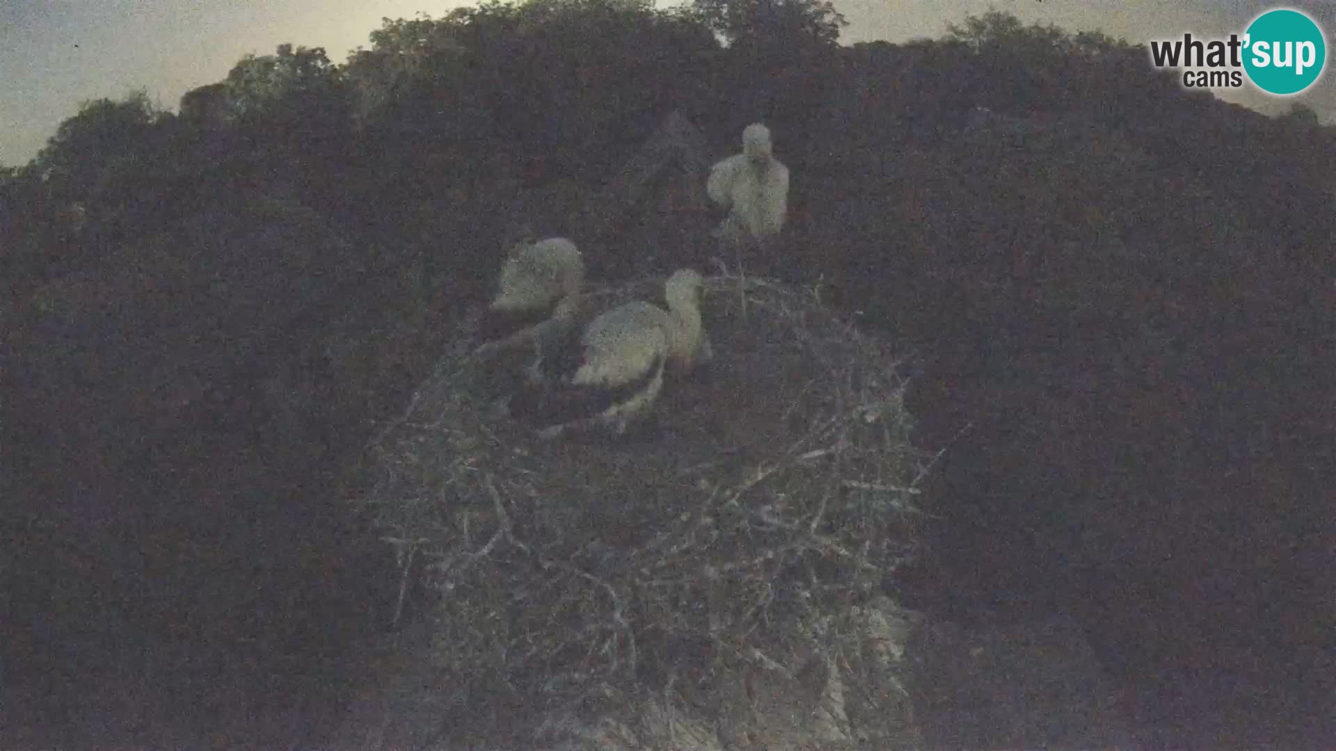 Villaggio delle cicogne europee webcam Parco naturale di Lonjsko polje