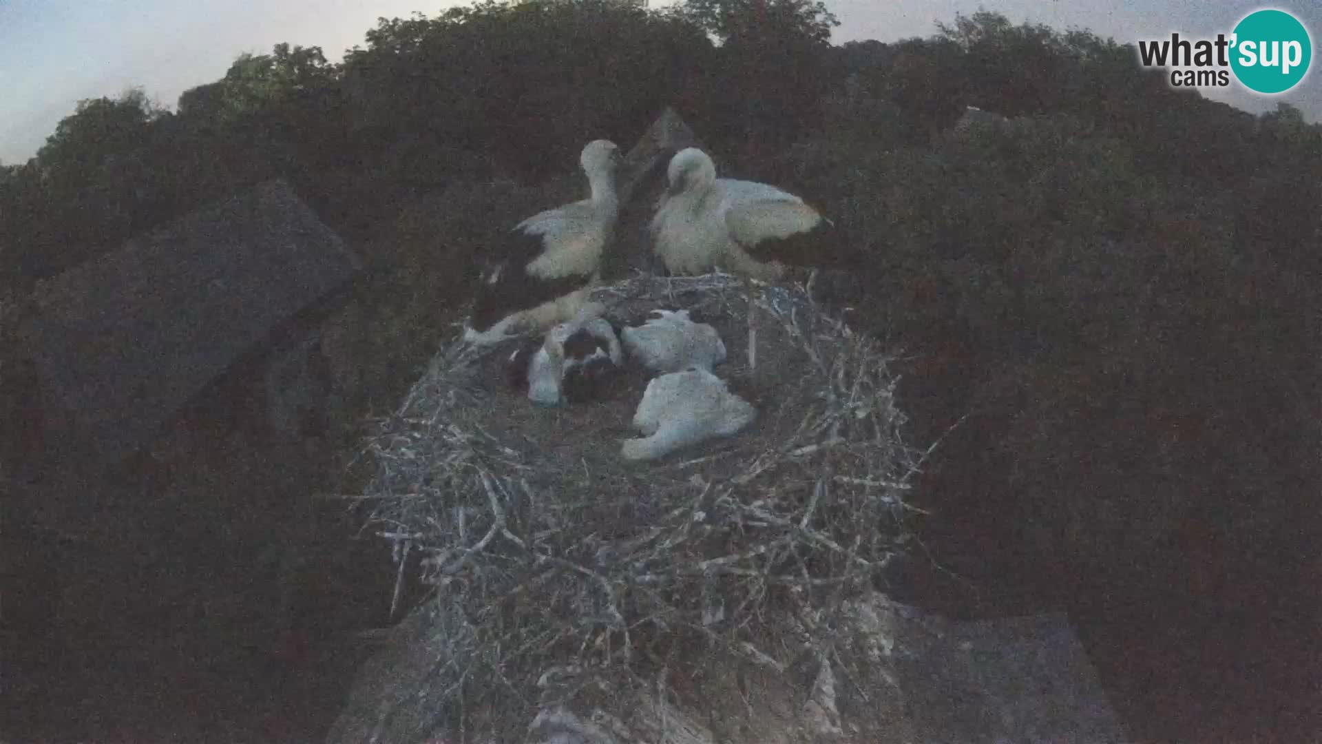 Villaggio delle cicogne europee webcam Parco naturale di Lonjsko polje