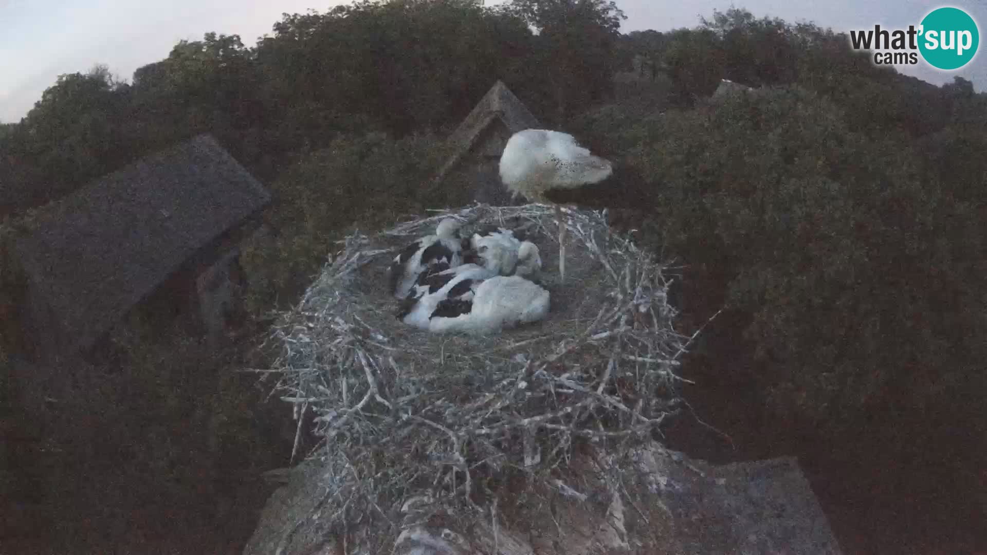 Webcam Europäisches Storchendorf – Naturpark Lonjsko polje