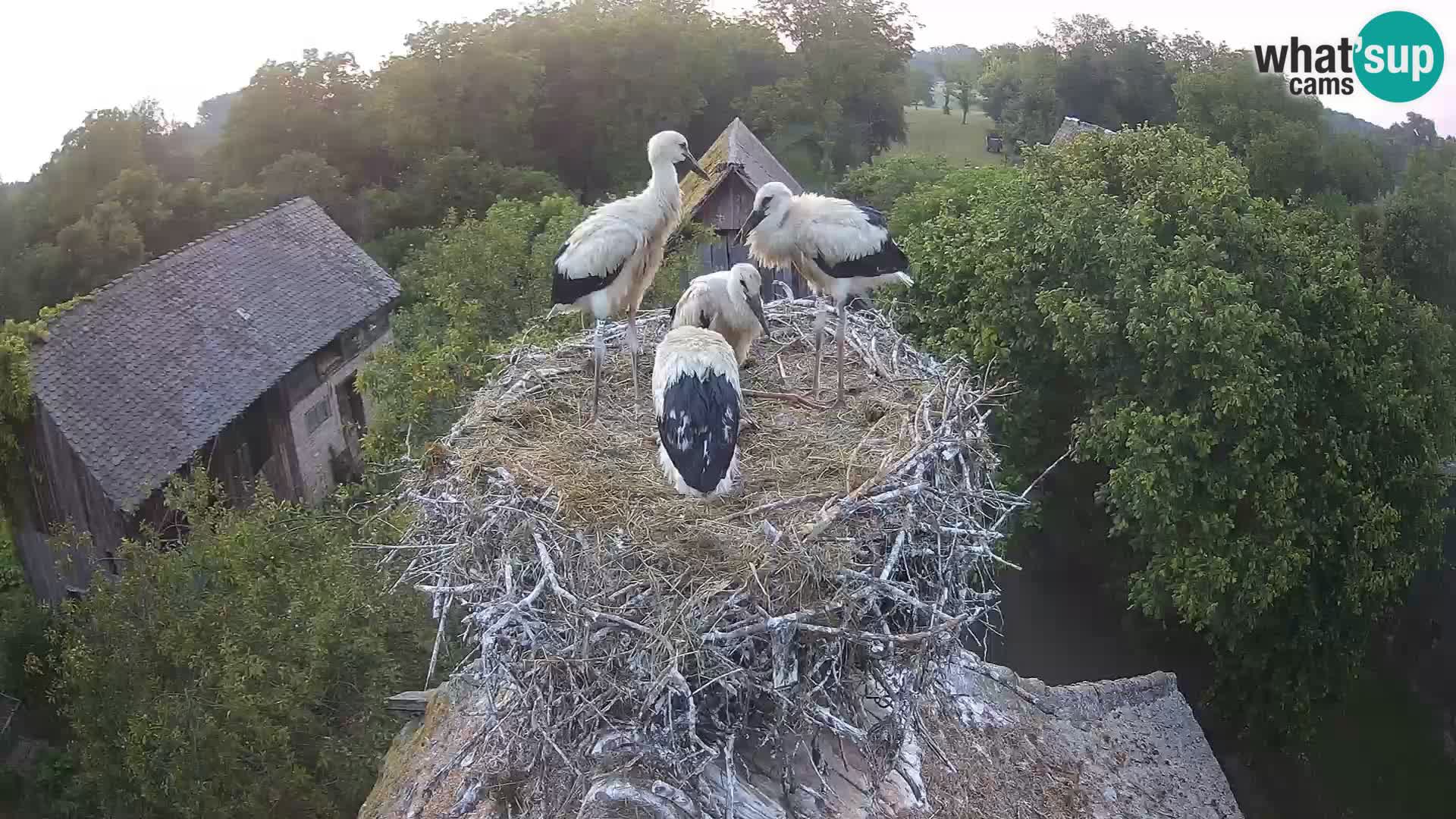 Webcam Europäisches Storchendorf – Naturpark Lonjsko polje
