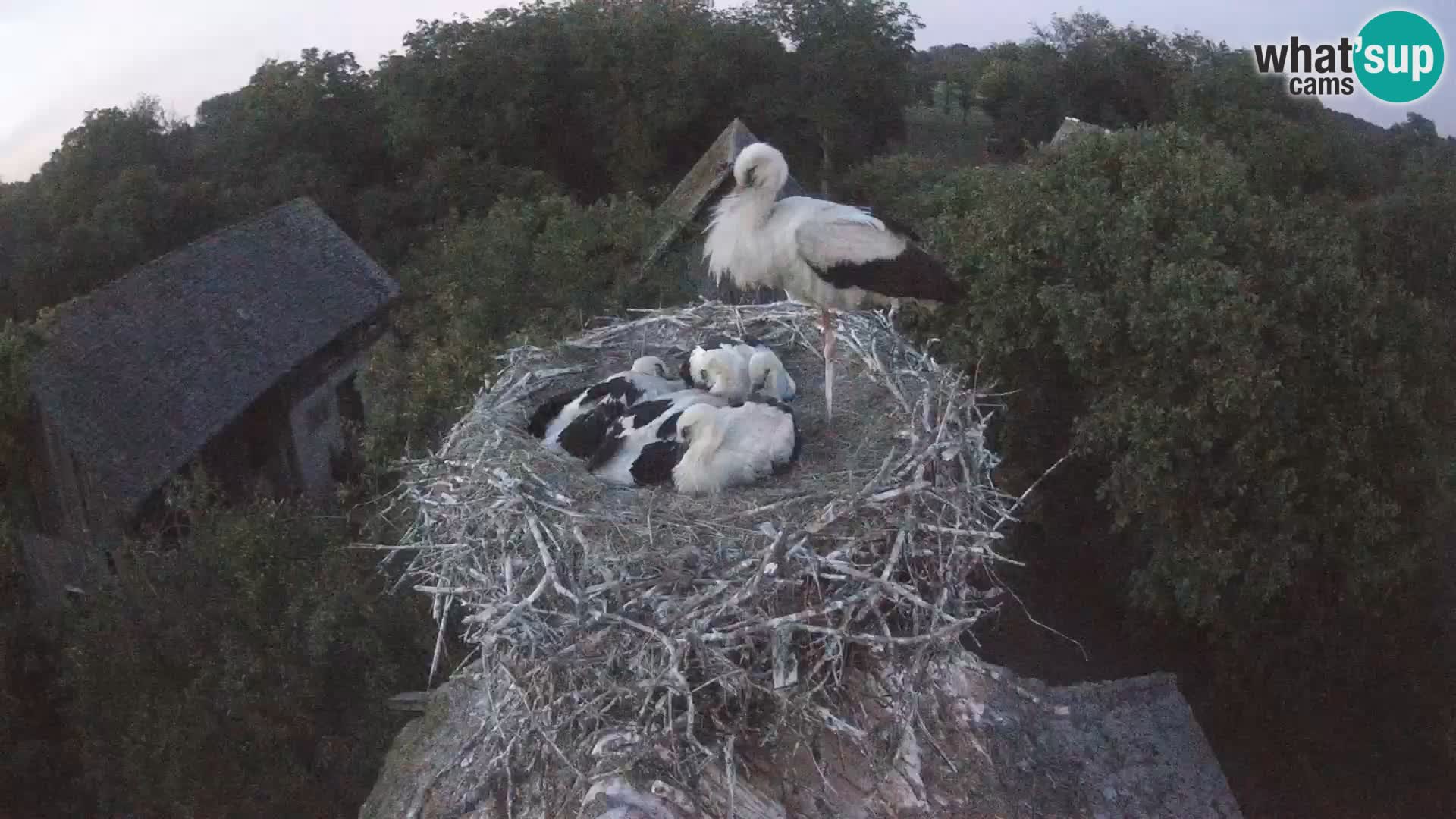 Webcam Europäisches Storchendorf – Naturpark Lonjsko polje