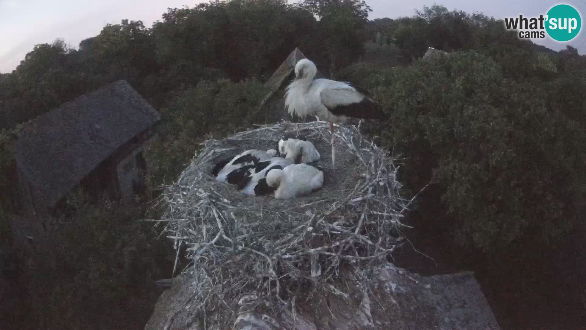 Live webcam European stork village – Lonjsko polje Nature Park