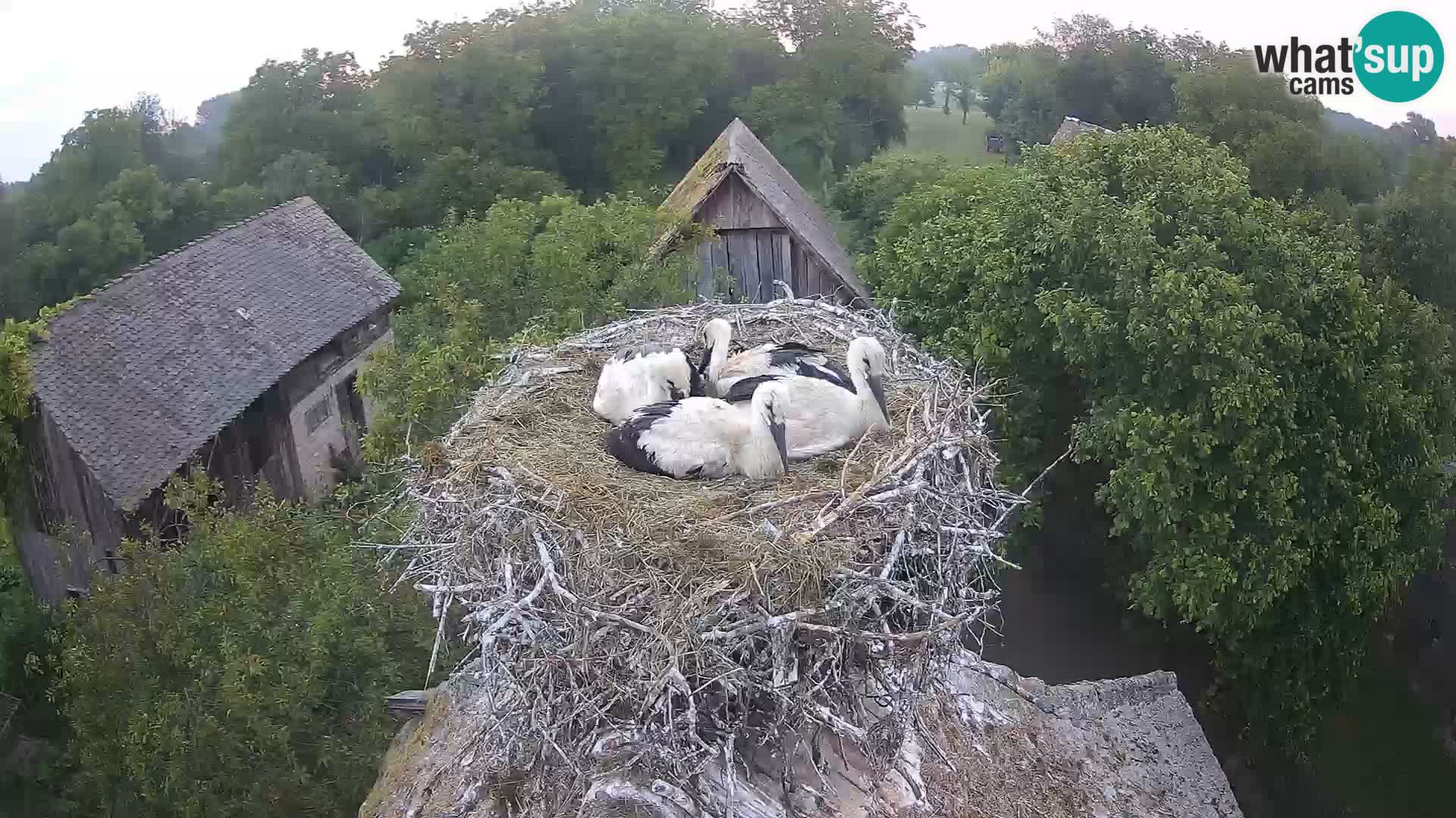Live webcam European stork village – Lonjsko polje Nature Park