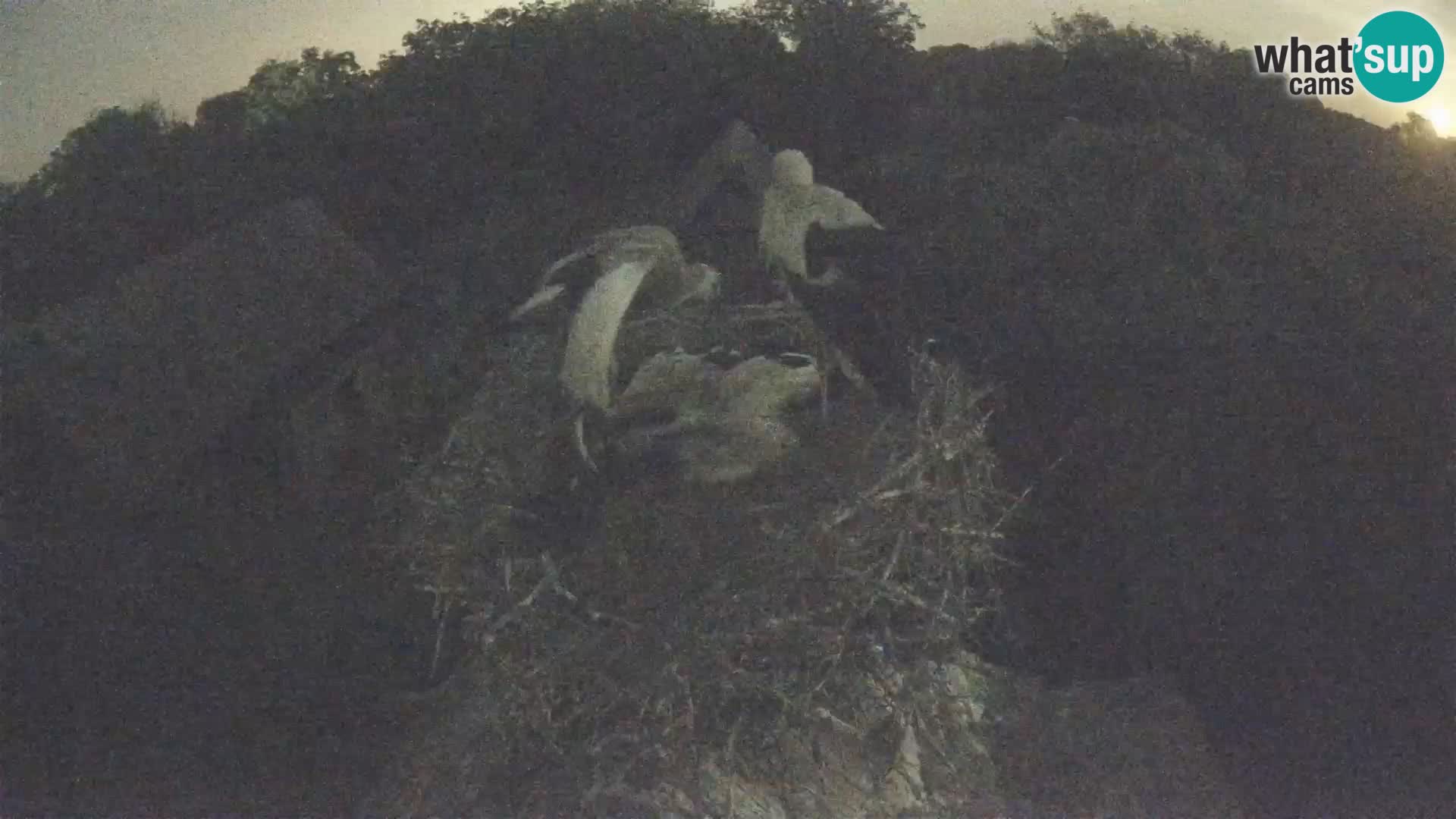 Village européen de cigognes webcam Parc naturel de Lonjsko polje
