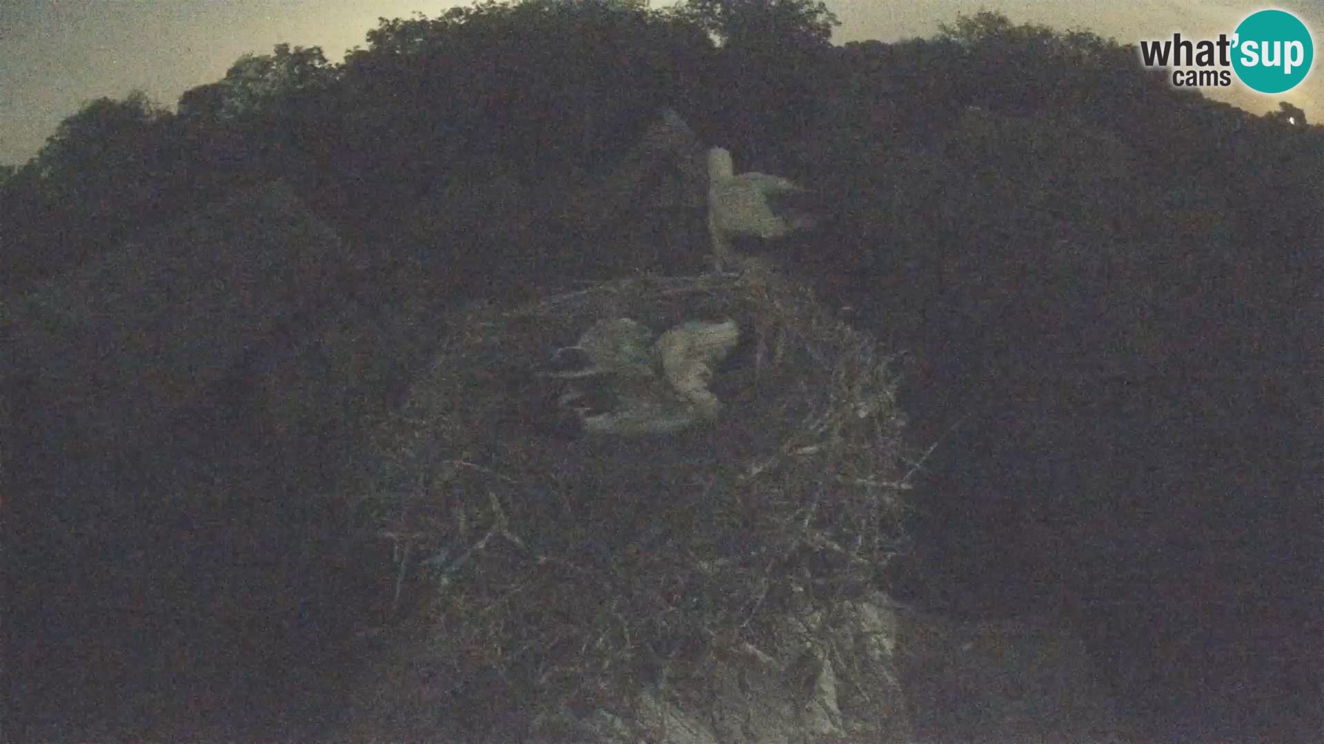 Live webcam European stork village – Lonjsko polje Nature Park