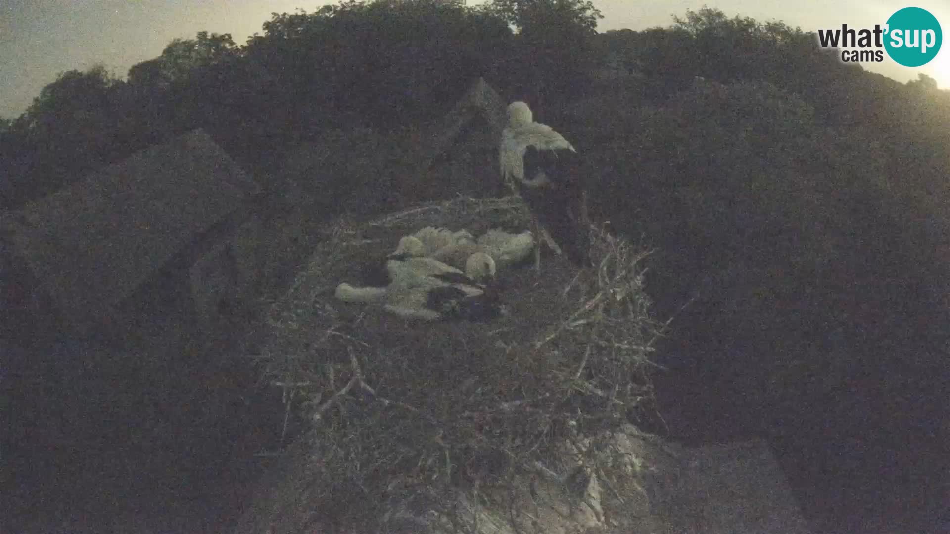 Pueblo europeo de cigüeñas camera en vivo Parque Natural Lonjsko polje