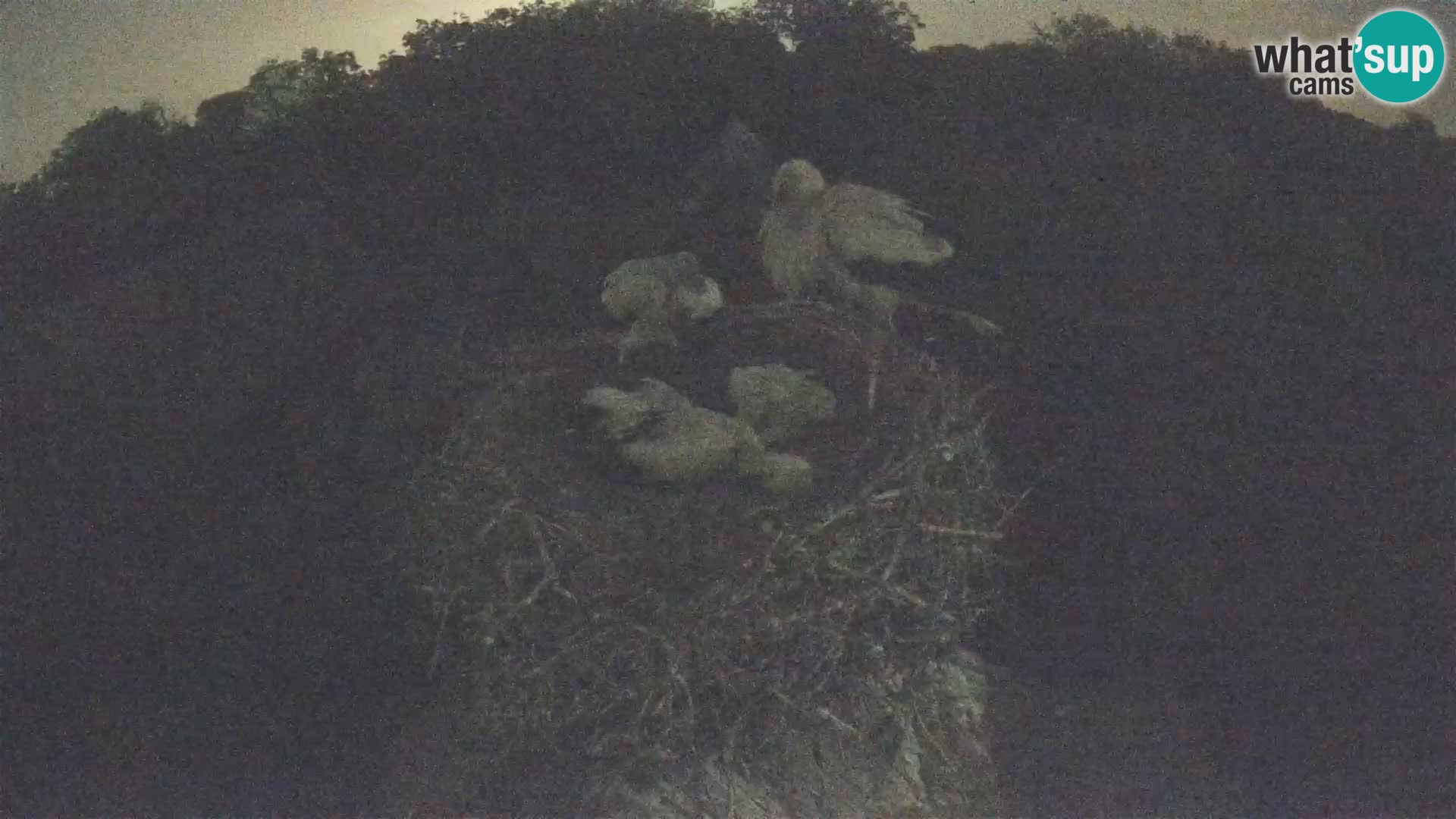 Live webcam European stork village – Lonjsko polje Nature Park