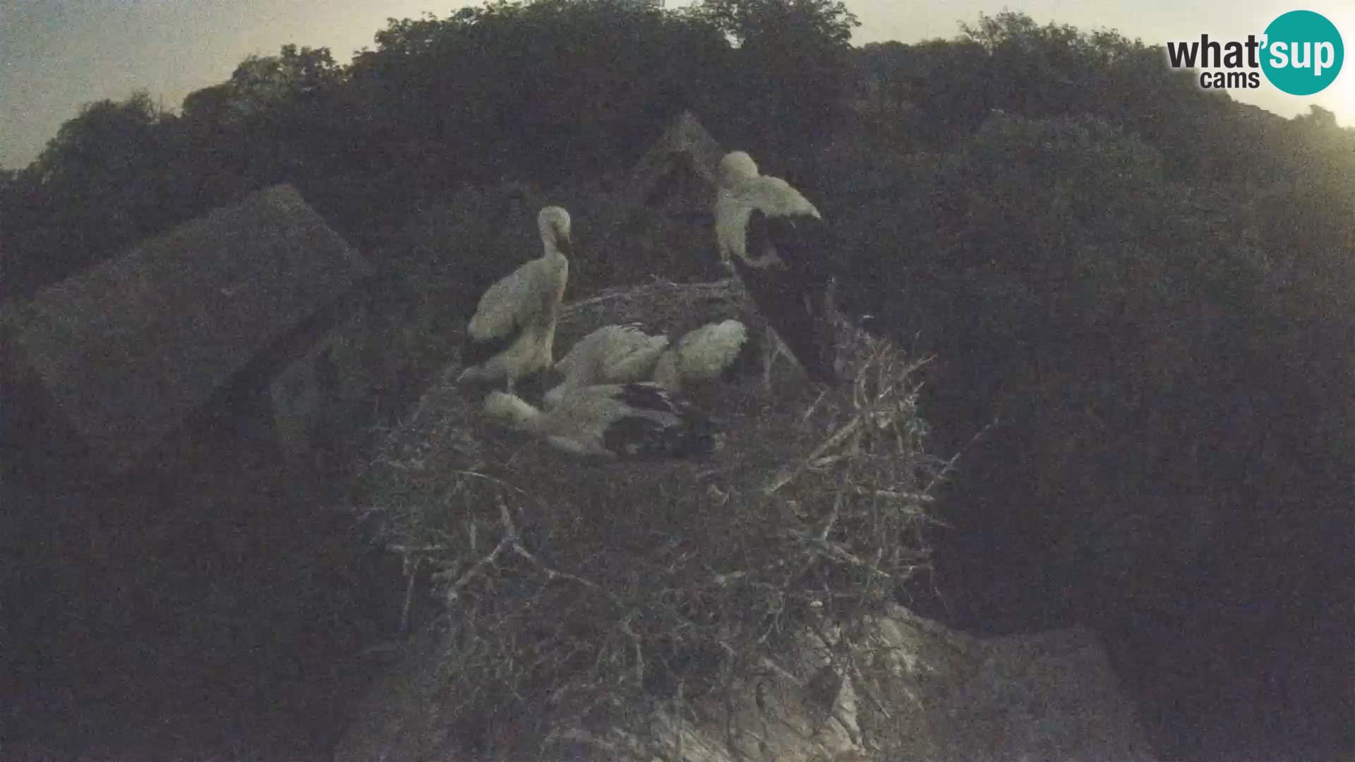 Pueblo europeo de cigüeñas camera en vivo Parque Natural Lonjsko polje