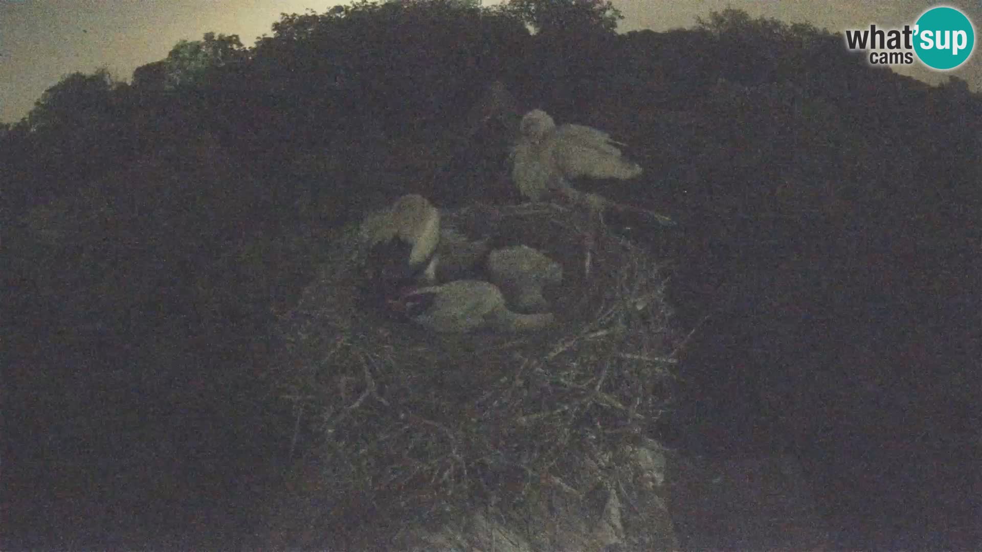 Live webcam European stork village – Lonjsko polje Nature Park