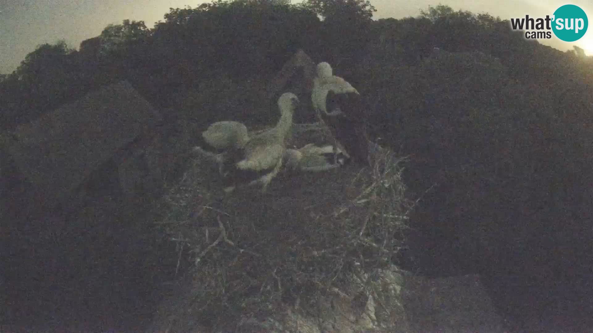 Live webcam European stork village – Lonjsko polje Nature Park