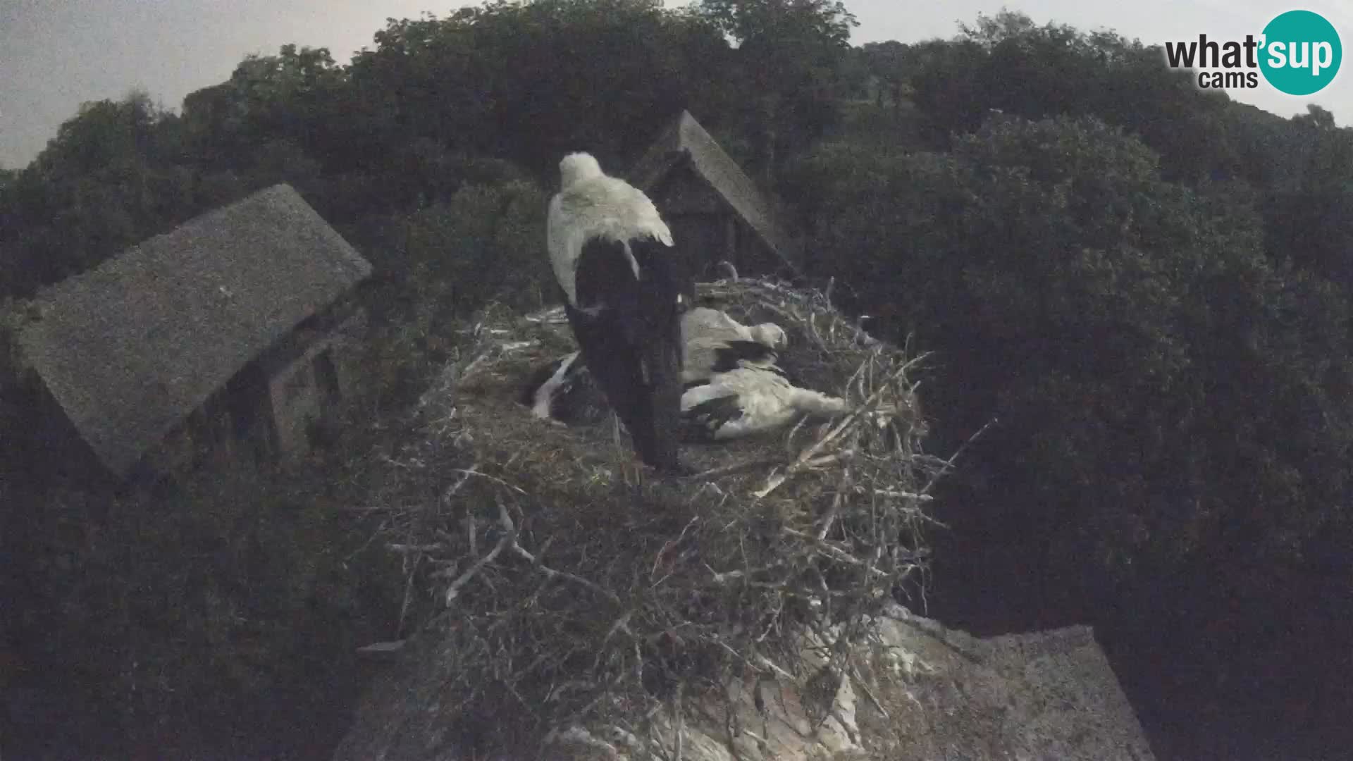Live webcam European stork village – Lonjsko polje Nature Park
