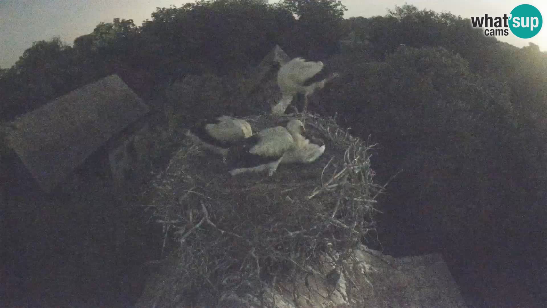Village européen de cigognes webcam Parc naturel de Lonjsko polje