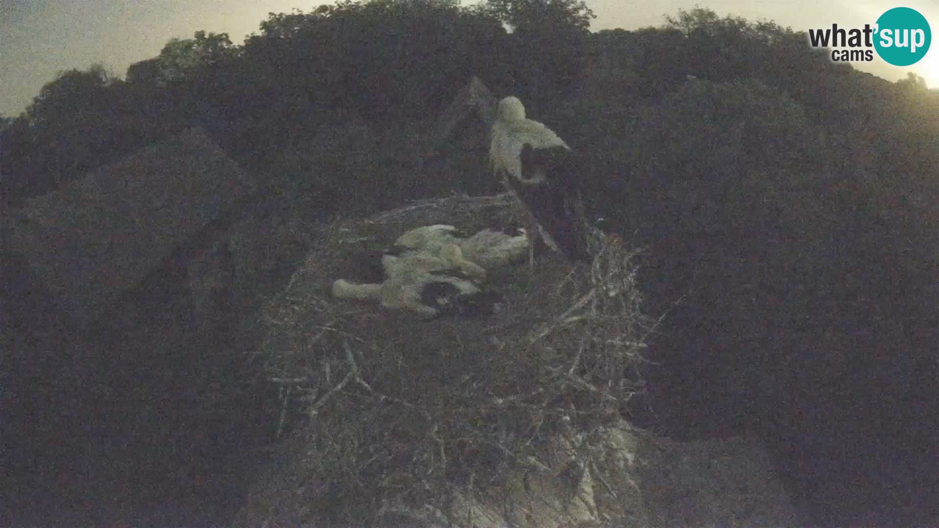 Webcam Europäisches Storchendorf – Naturpark Lonjsko polje