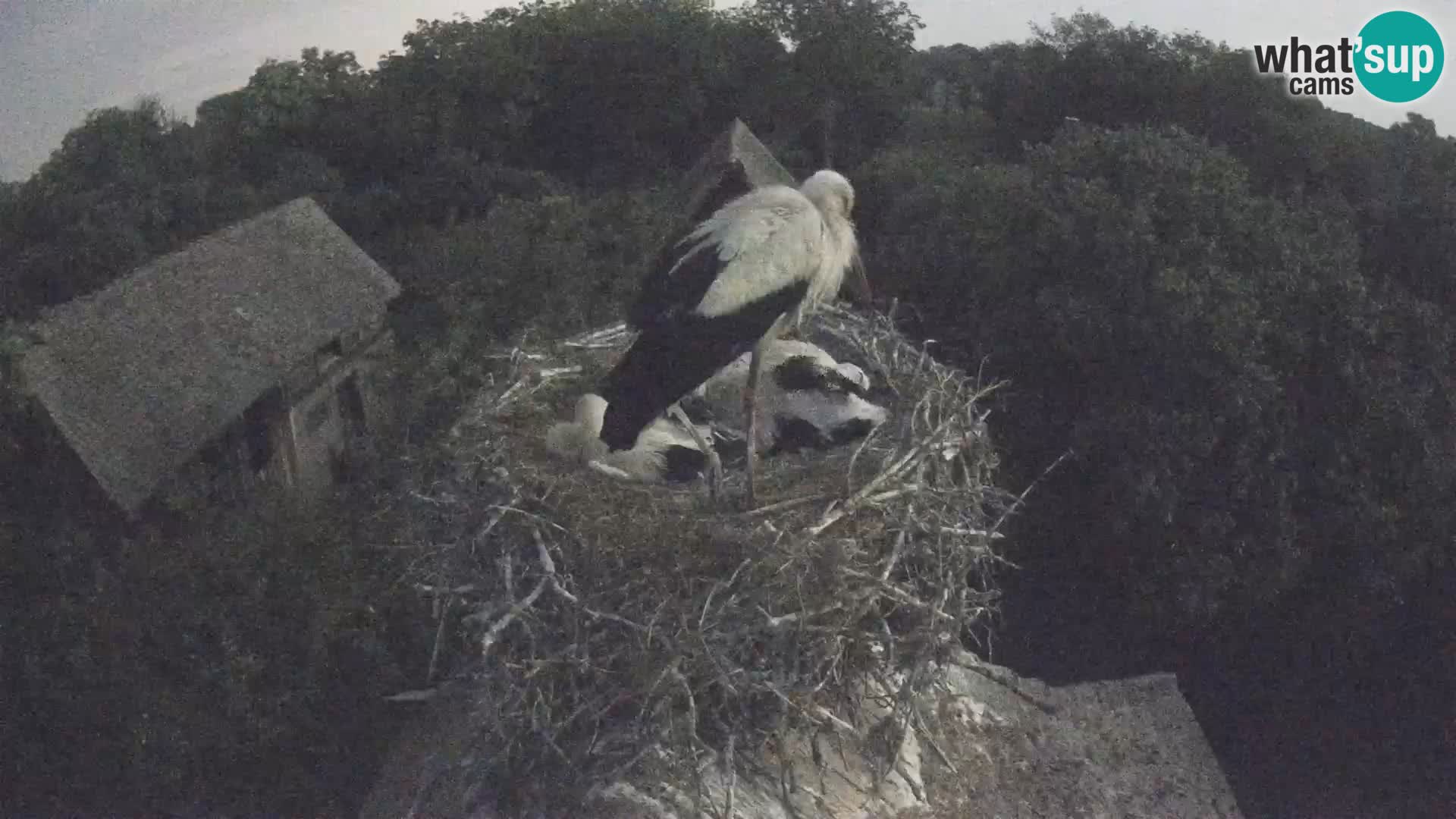 Webcam Europäisches Storchendorf – Naturpark Lonjsko polje