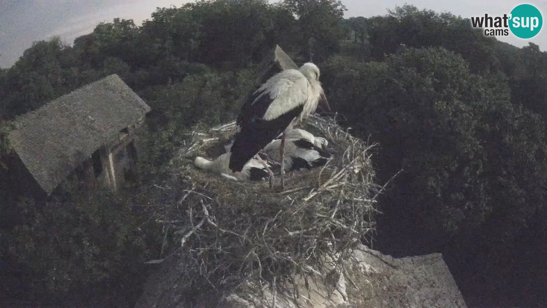 Webcam Europäisches Storchendorf – Naturpark Lonjsko polje