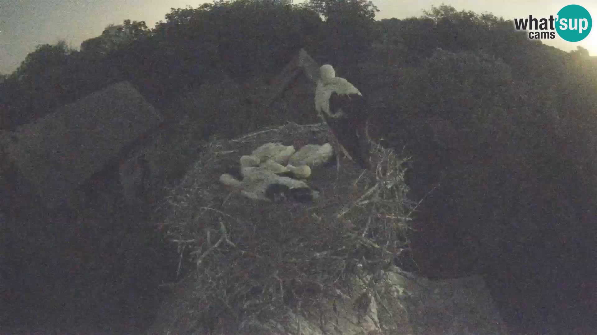 U živo Europsko selo roda – Park prirode Lonjsko polje
