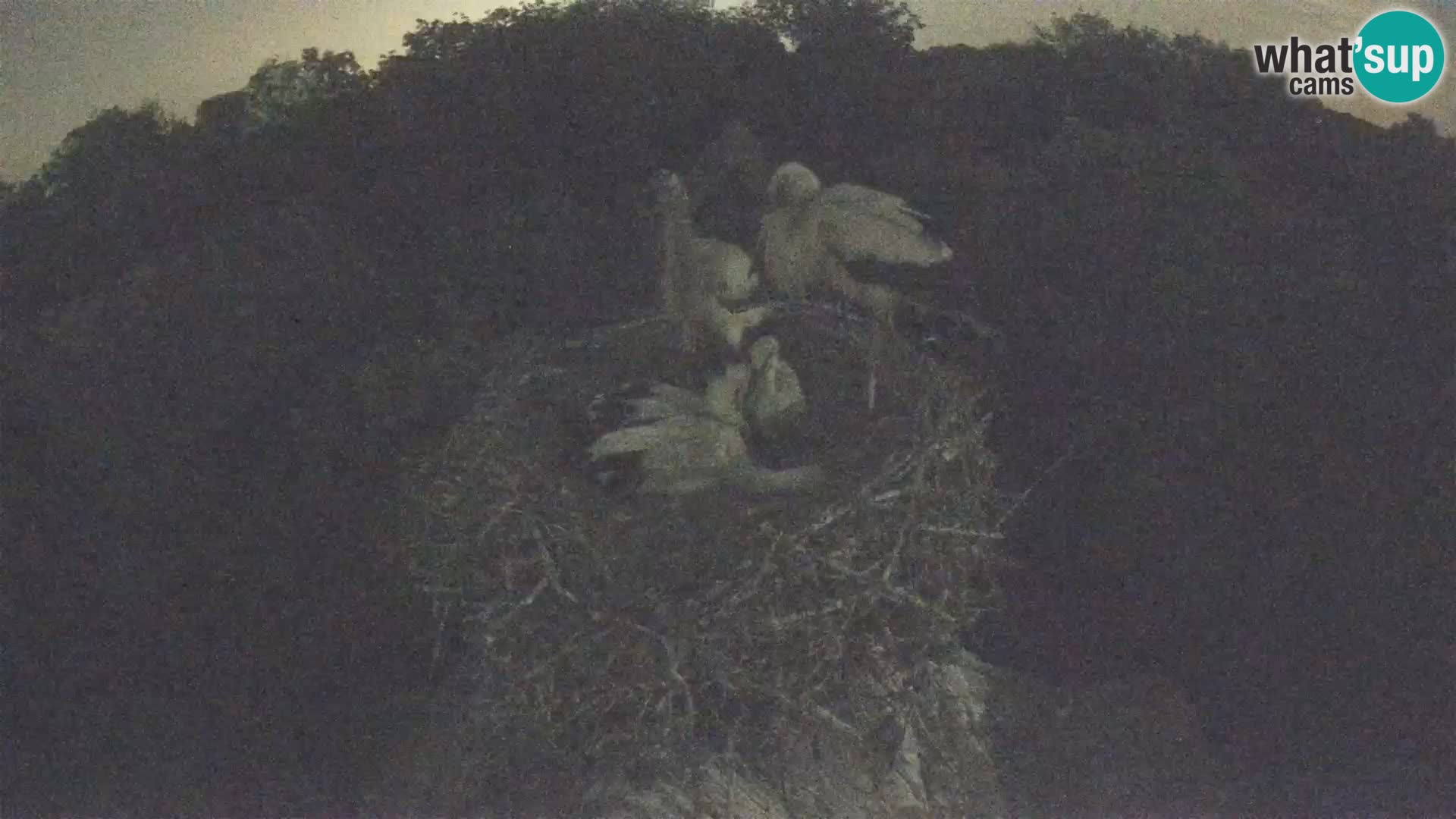 Webcam Europäisches Storchendorf – Naturpark Lonjsko polje