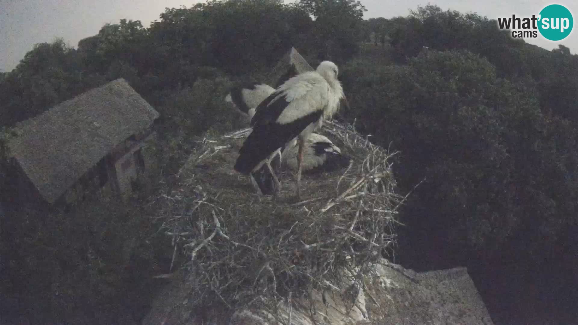 Webcam Europäisches Storchendorf – Naturpark Lonjsko polje