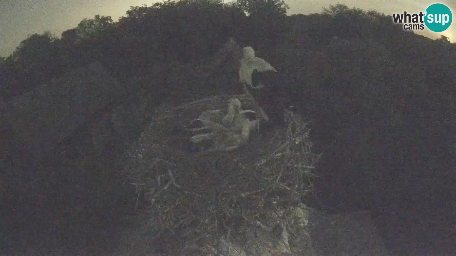Live webcam European stork village – Lonjsko polje Nature Park