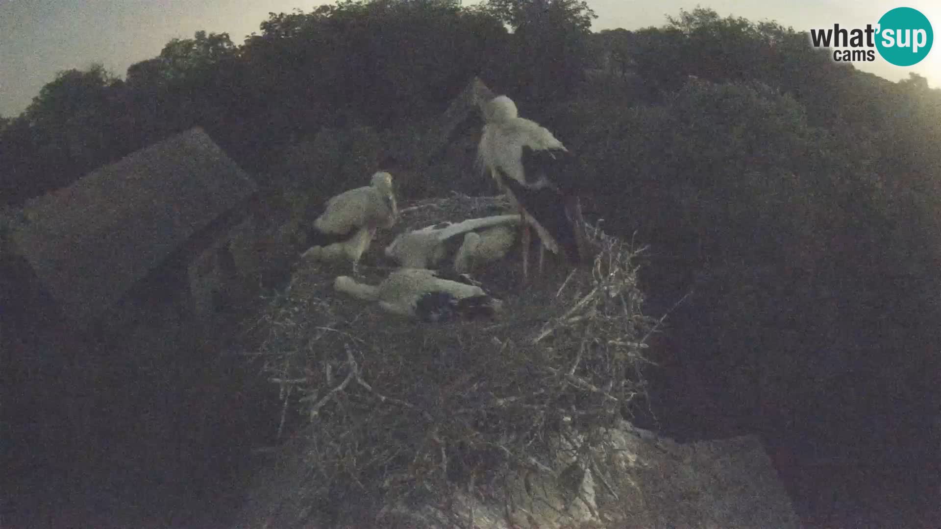 Live webcam European stork village – Lonjsko polje Nature Park